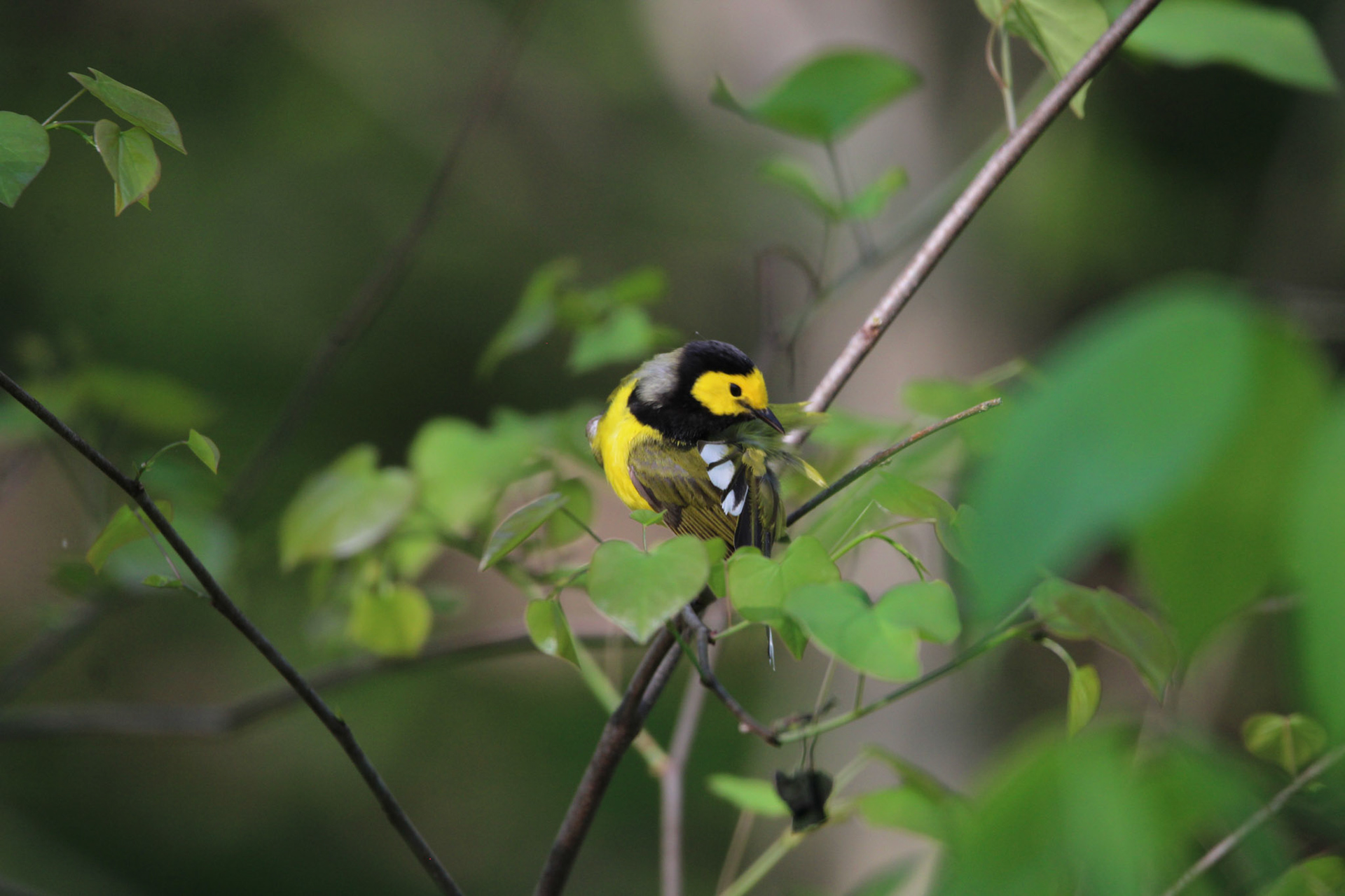Hooded Warbler