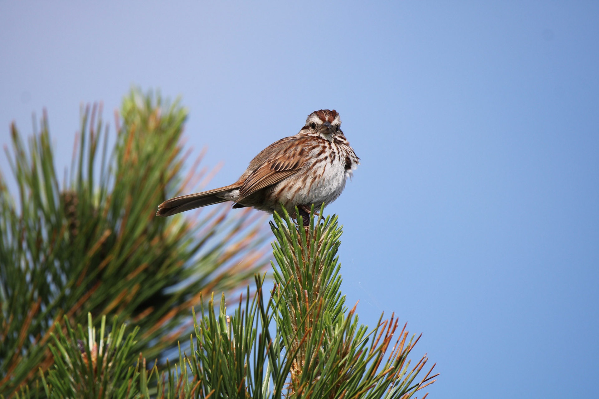 Song Sparrow