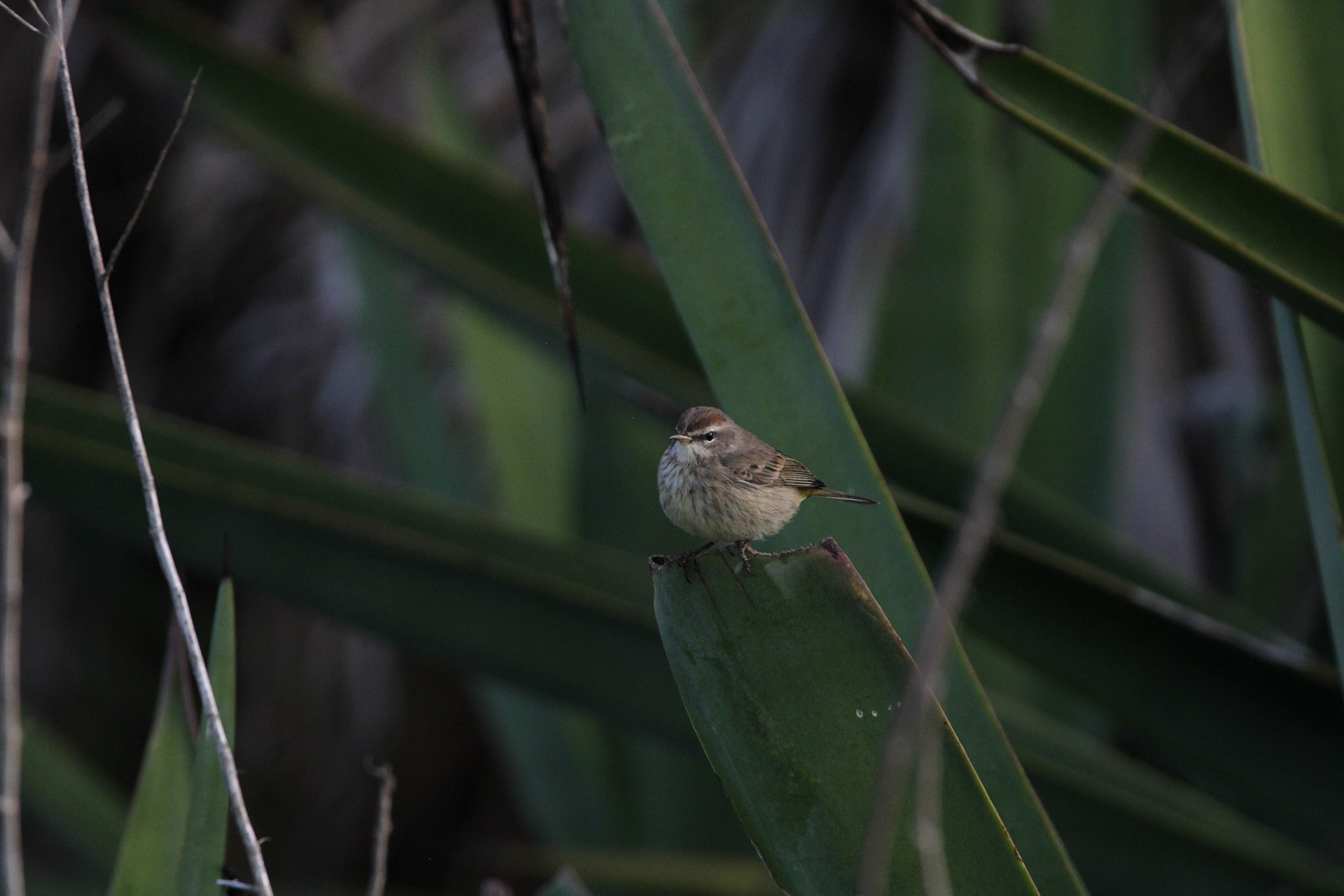Palm Warbler
