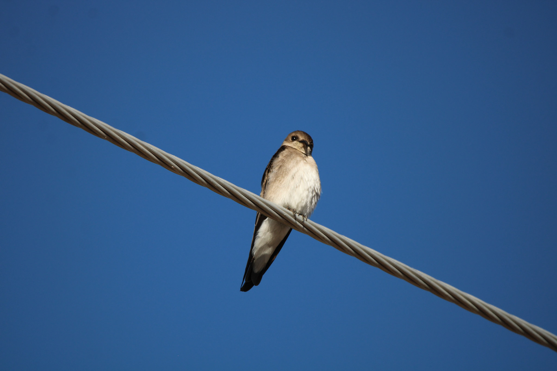 Northern Rough-winged Swallow
