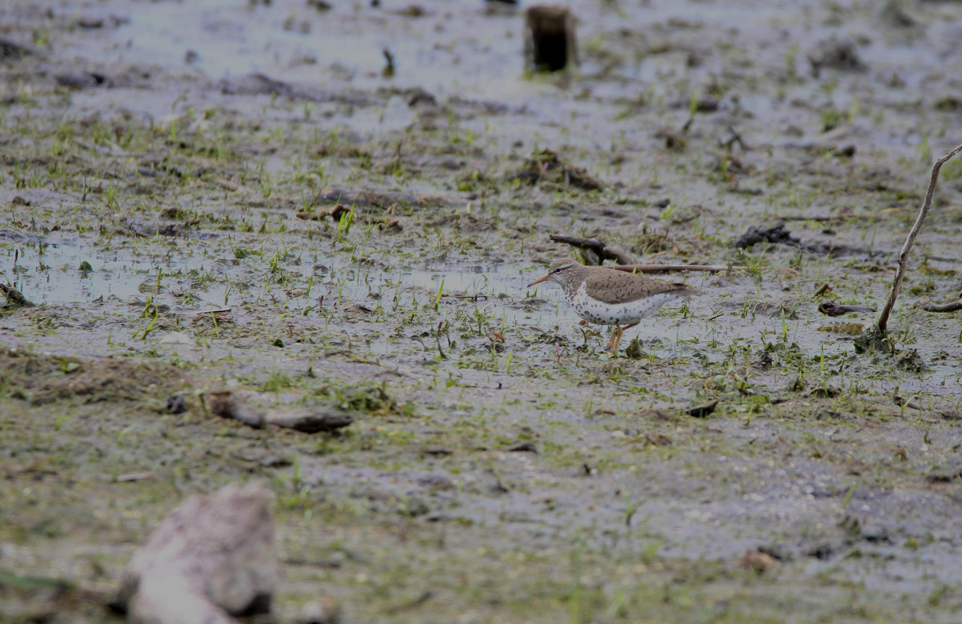 Spotted Sandpiper