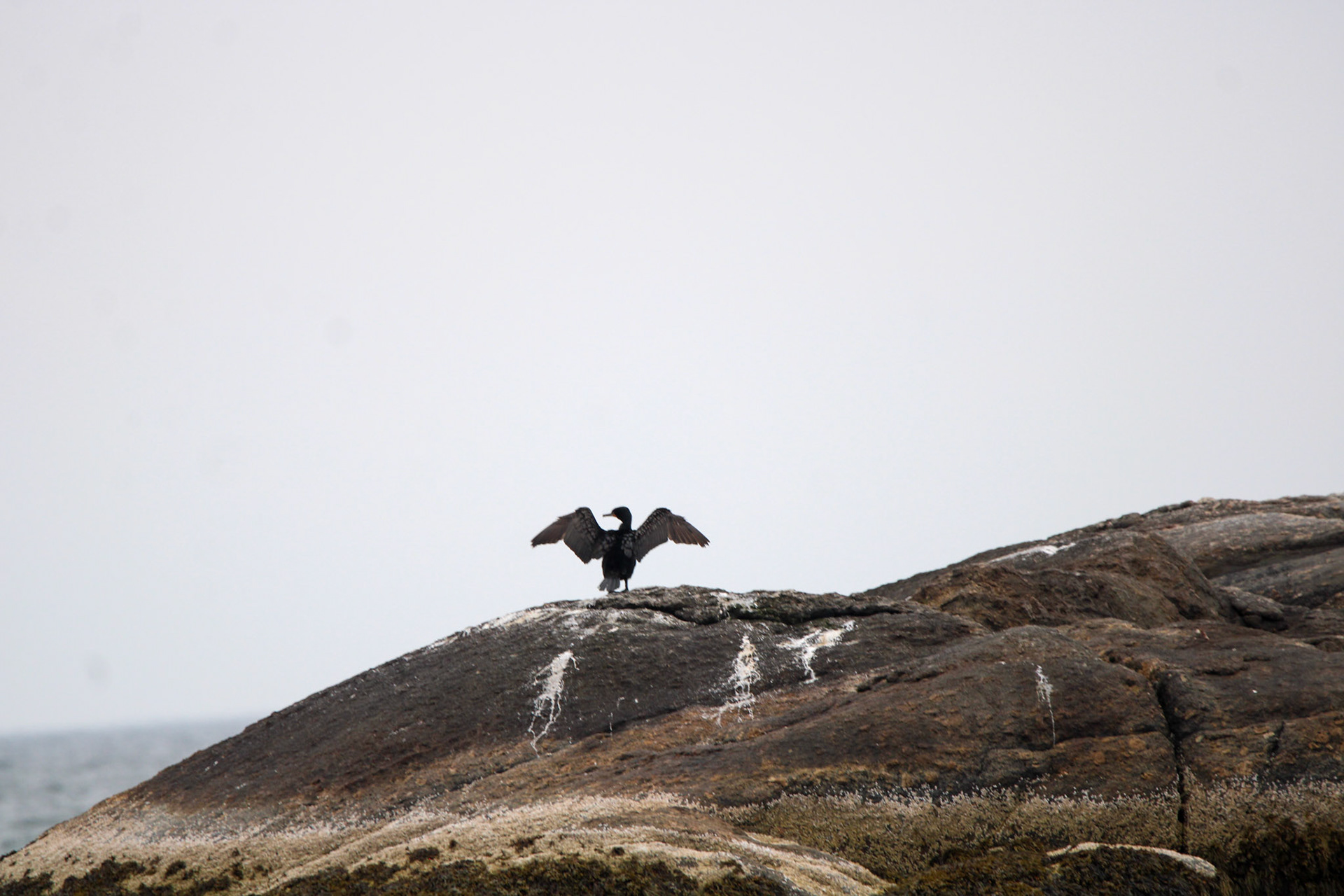 Double-crested Cormorant by Ryan