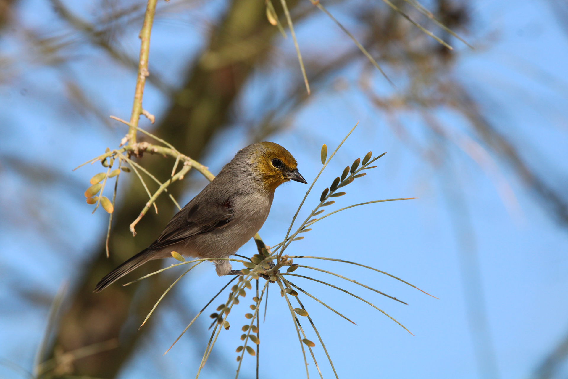 Verdin