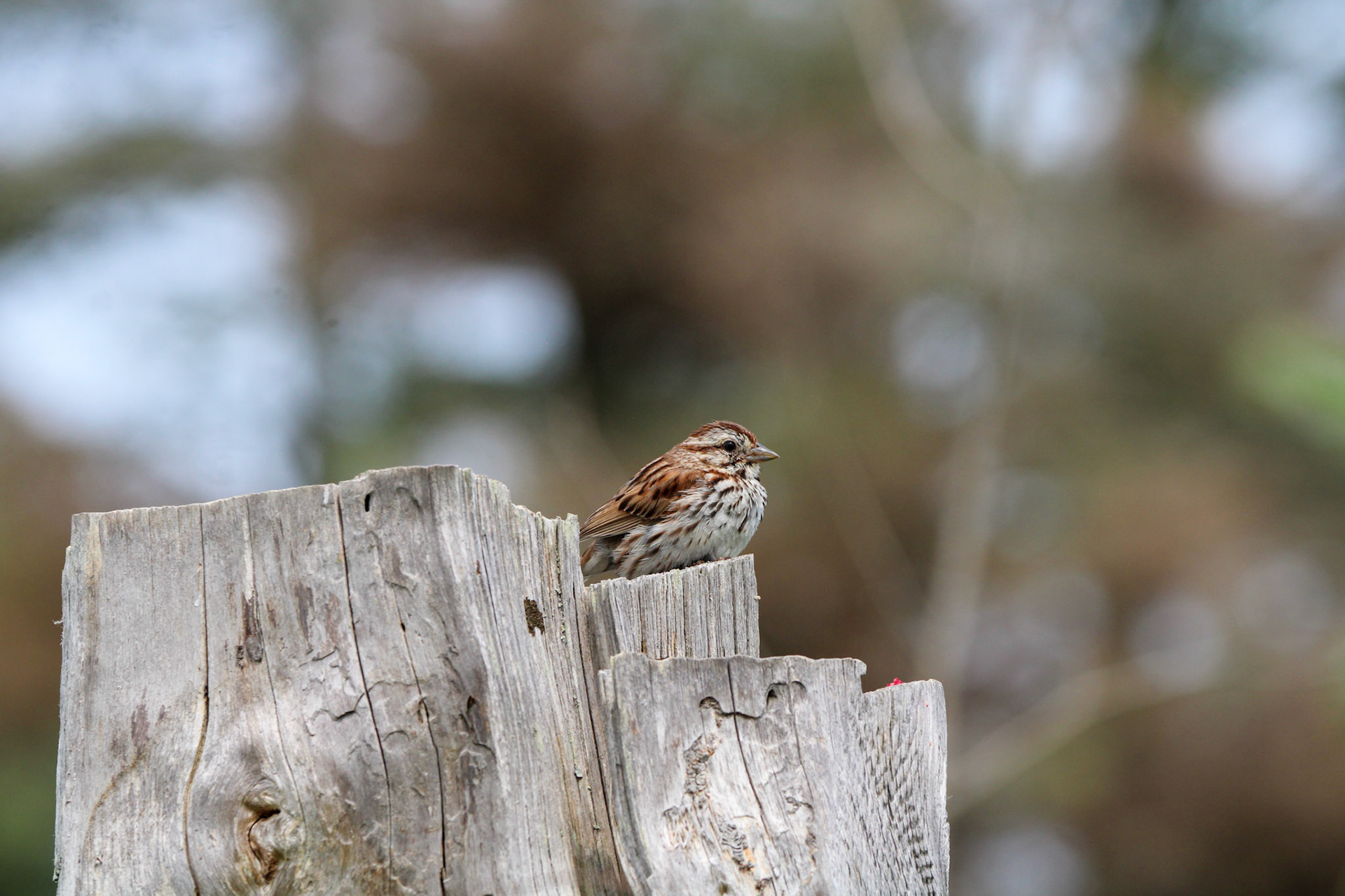 Song Sparrow