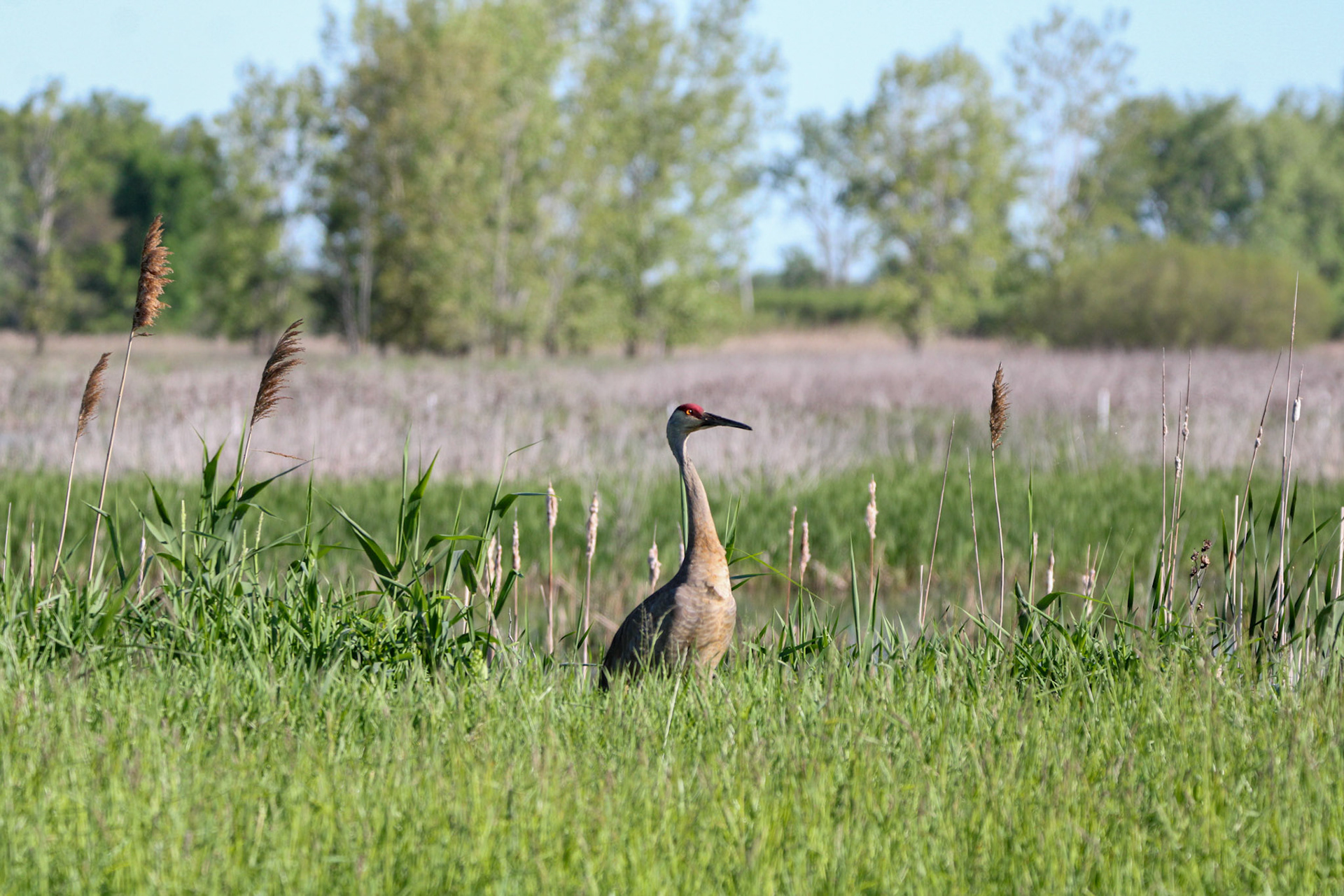 Sandhill Crane