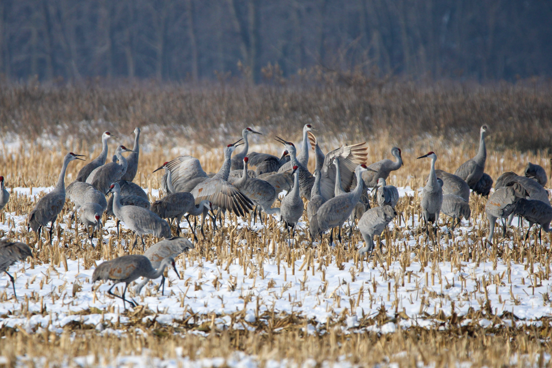 Sandhill Cranes