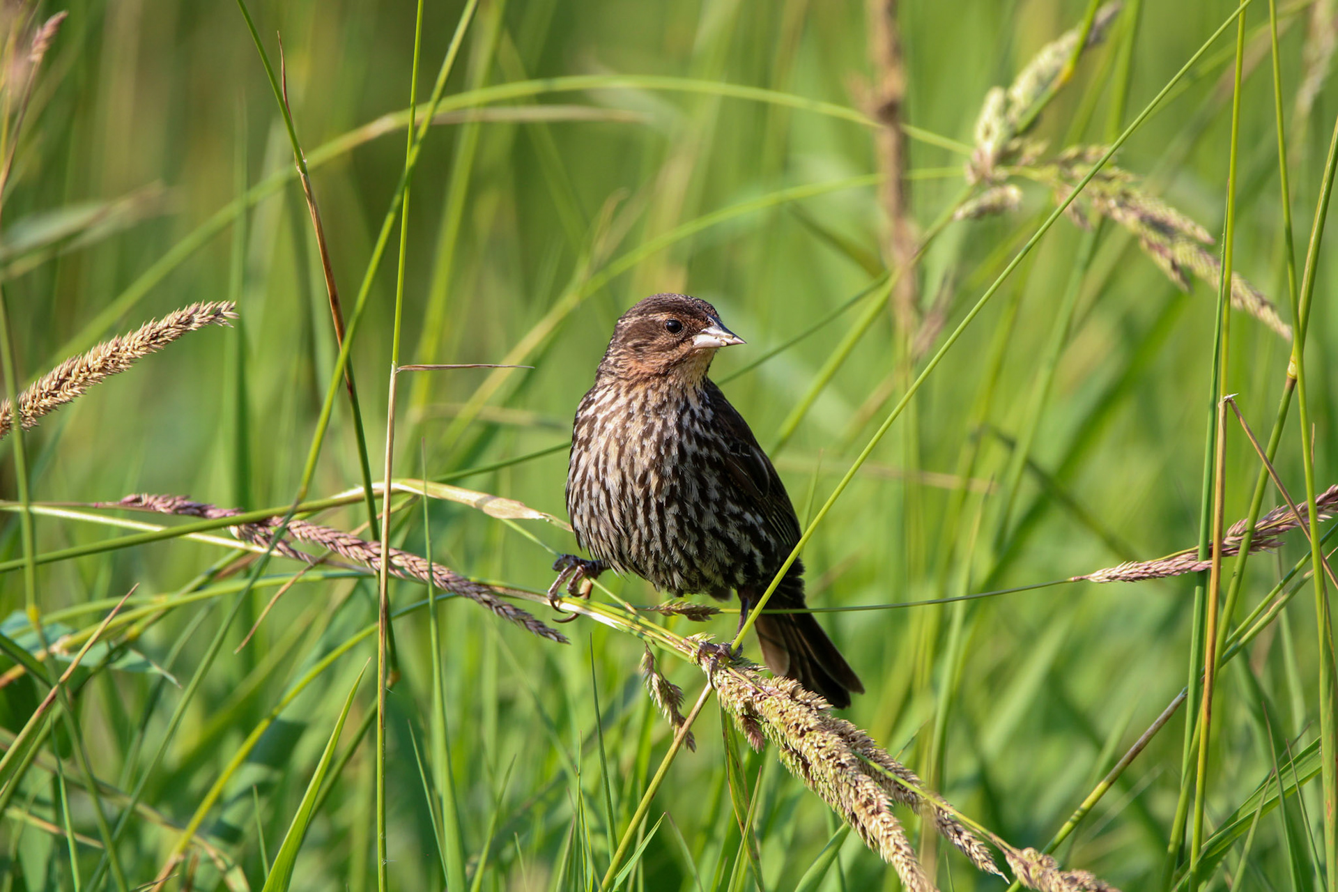 Red-winged Blackbird