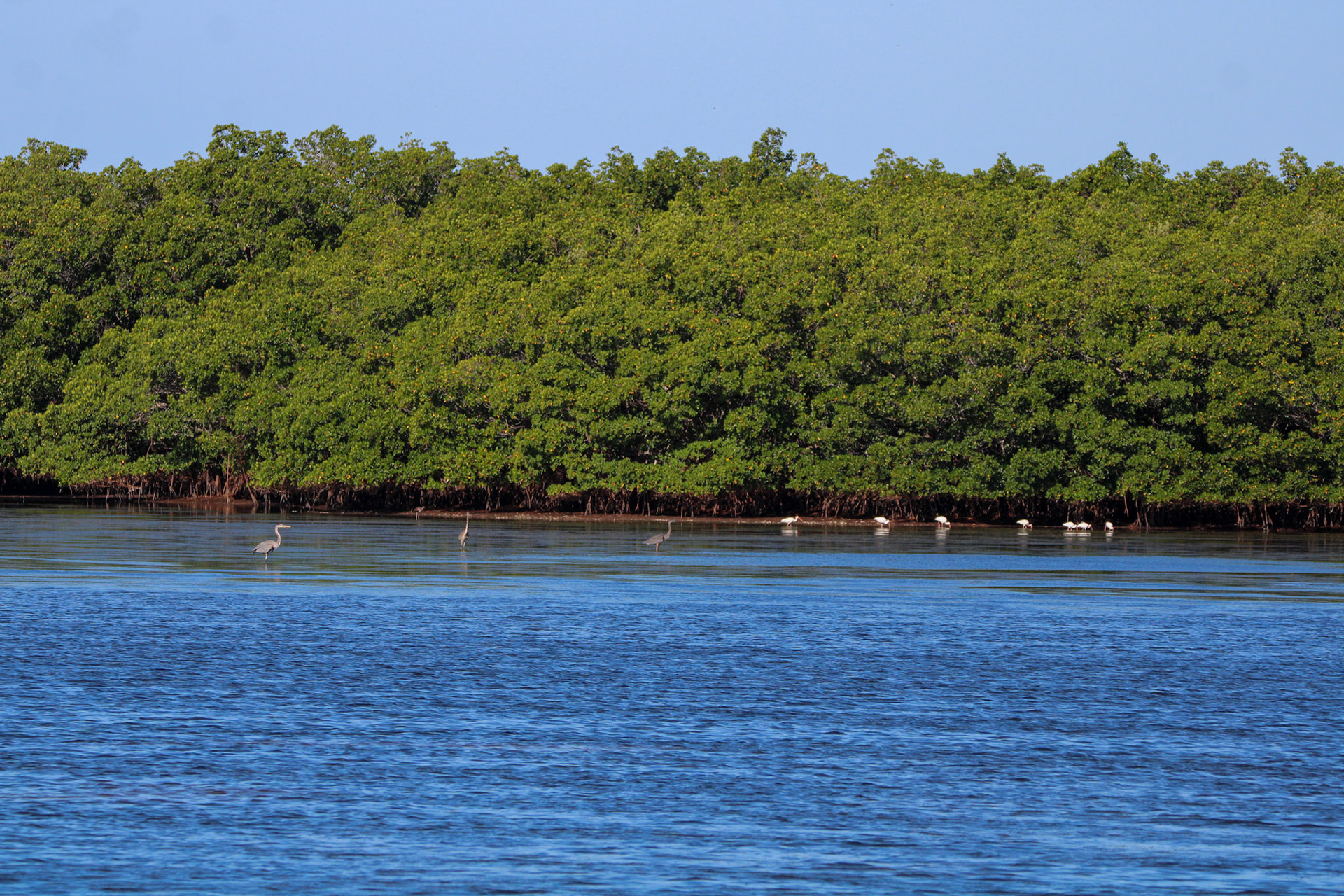 Wading Birds