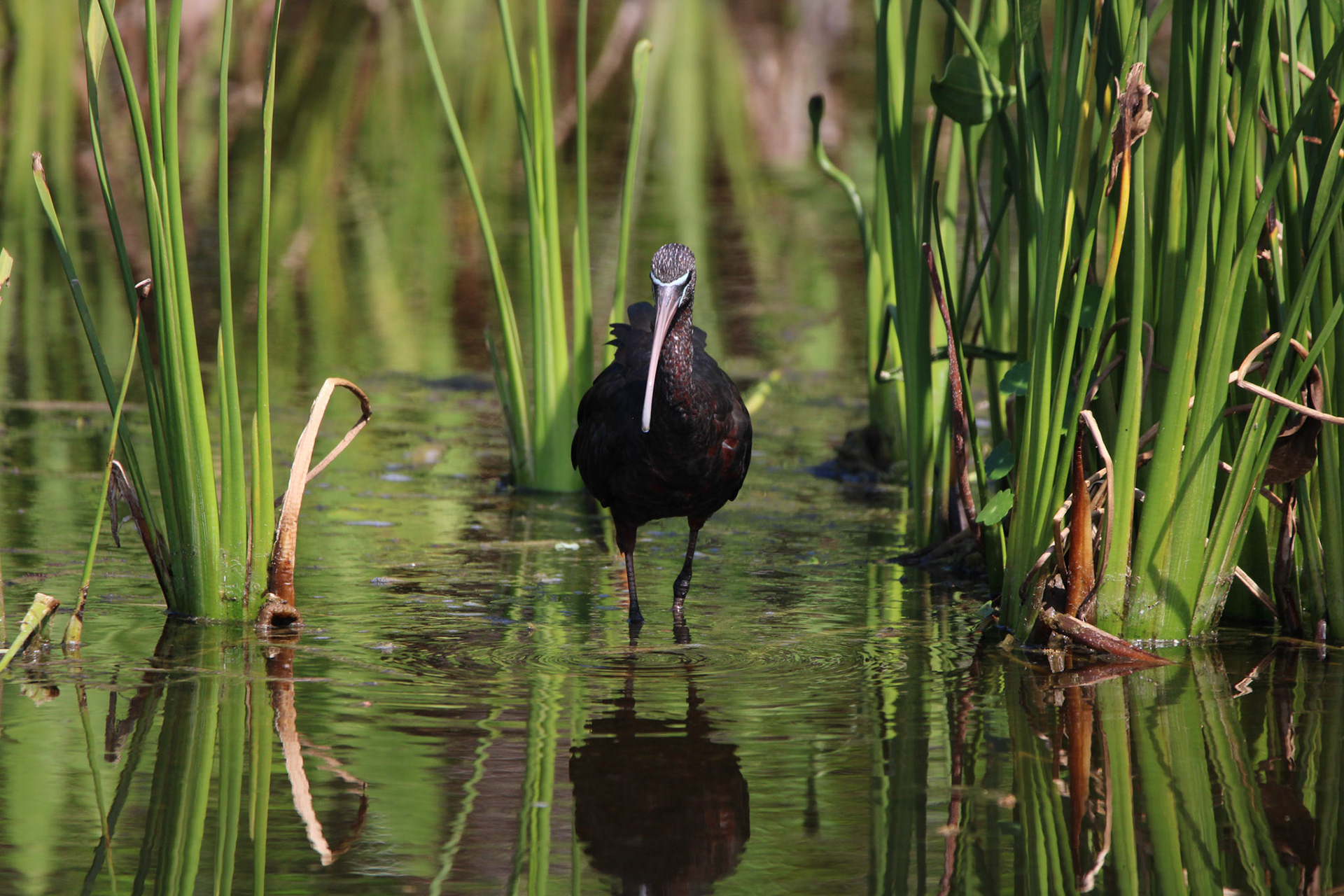 Glossy Ibis - Wakodahatchee Wetlands