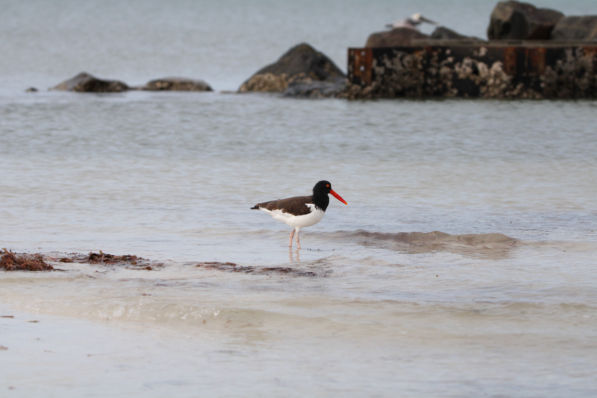 American Oyster Catcher