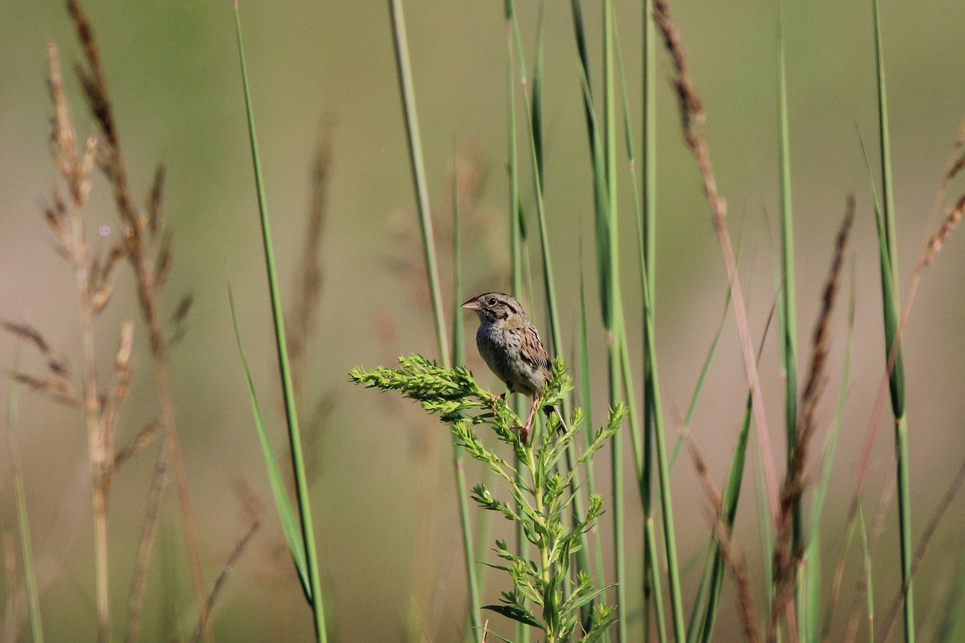 Henslow's Sparrow