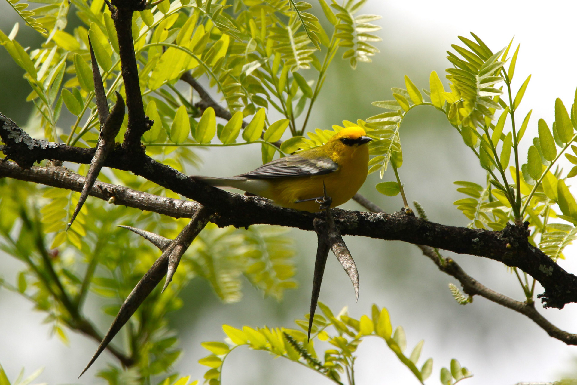 Blue-winged Warbler