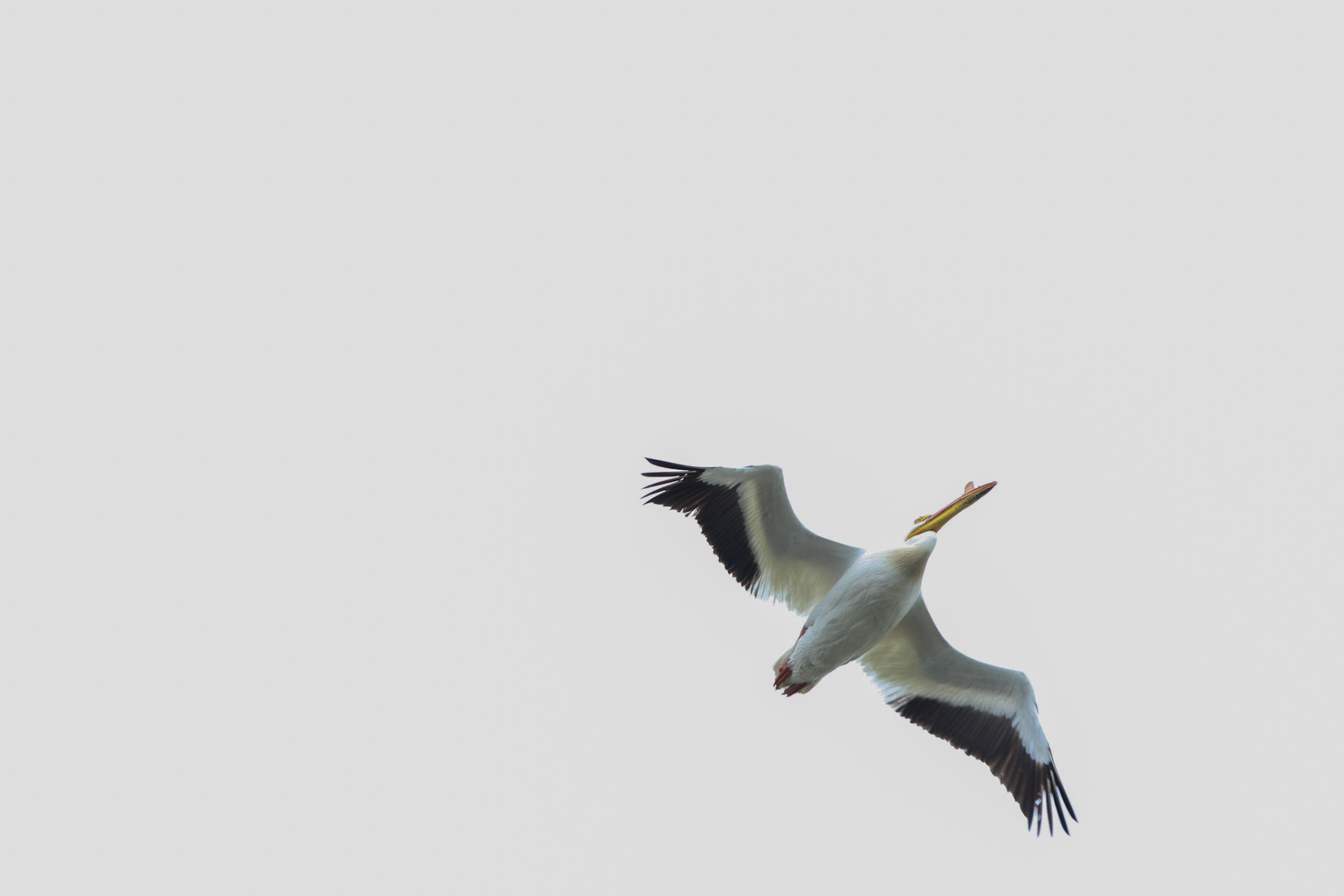 White Pelican
