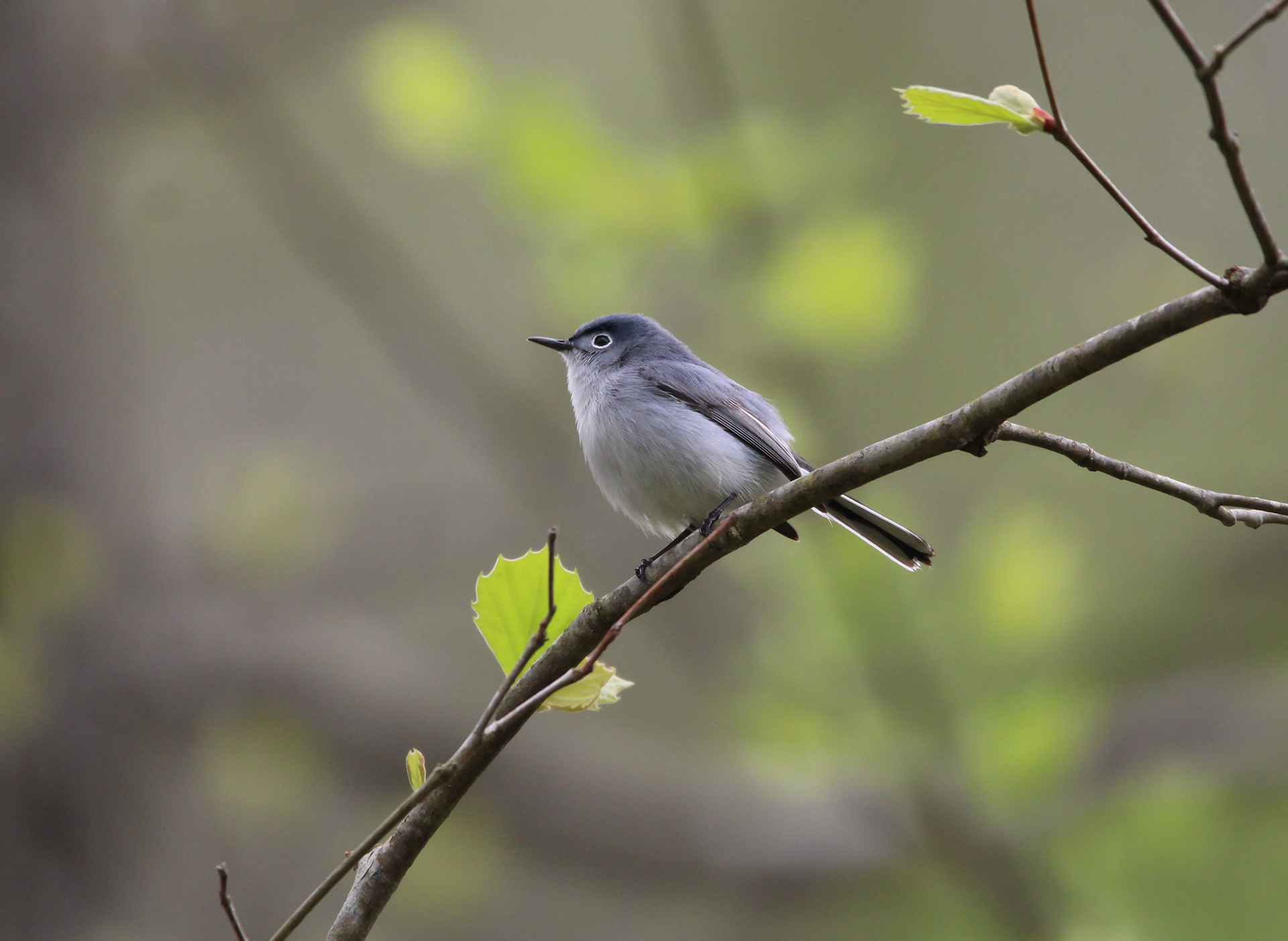 Blue-gray Gnatcatcher