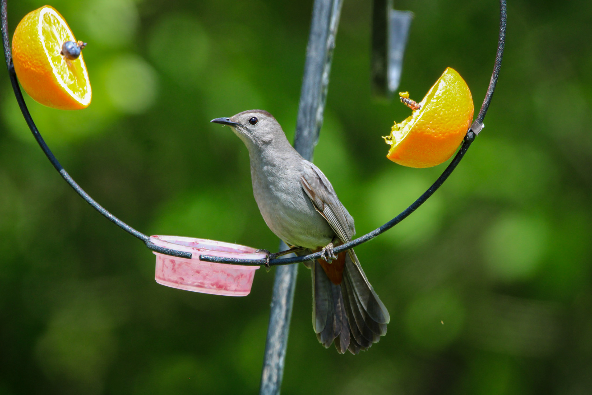 Gray Catbird