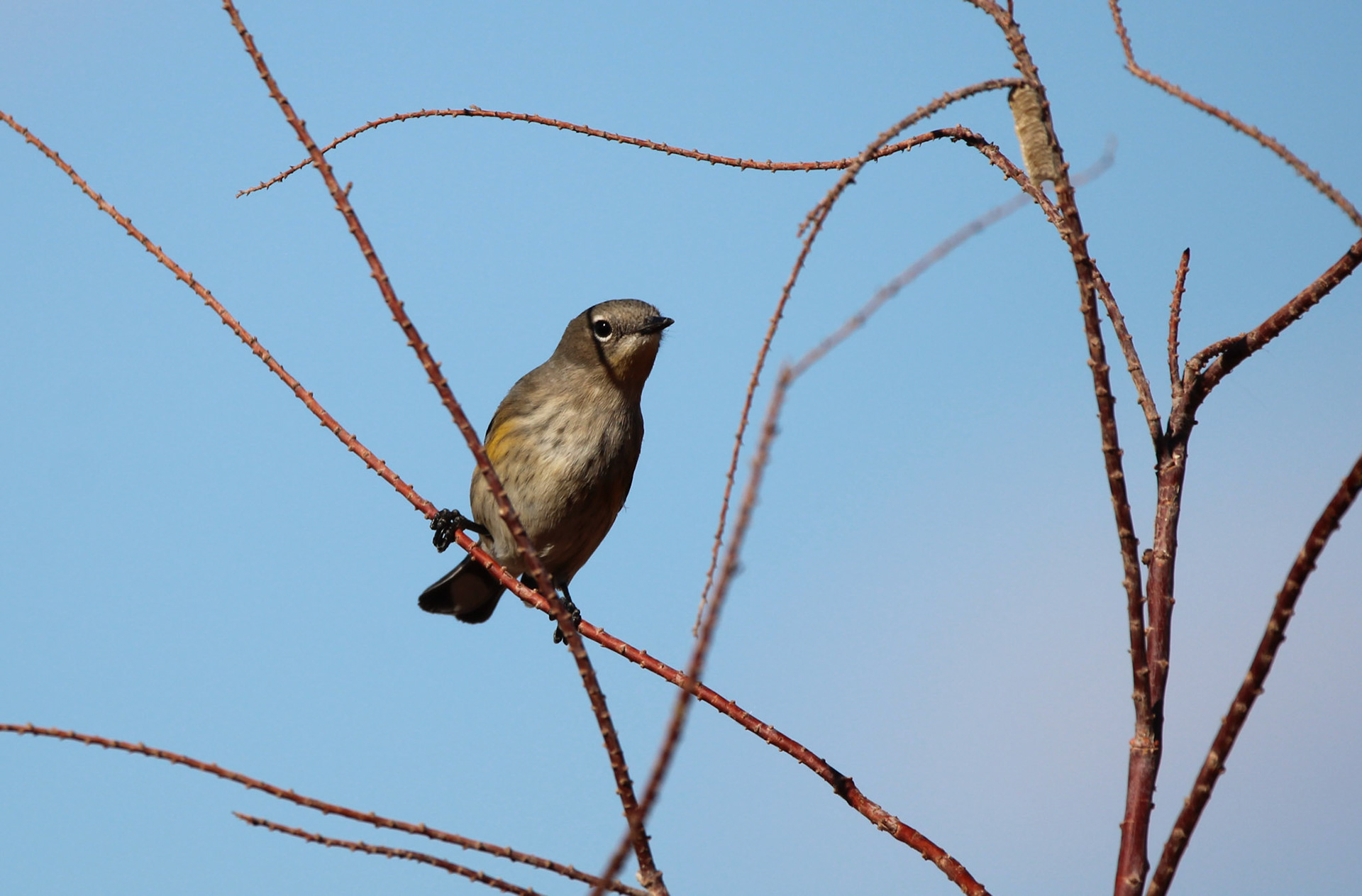 Yellow-rumped Warbler