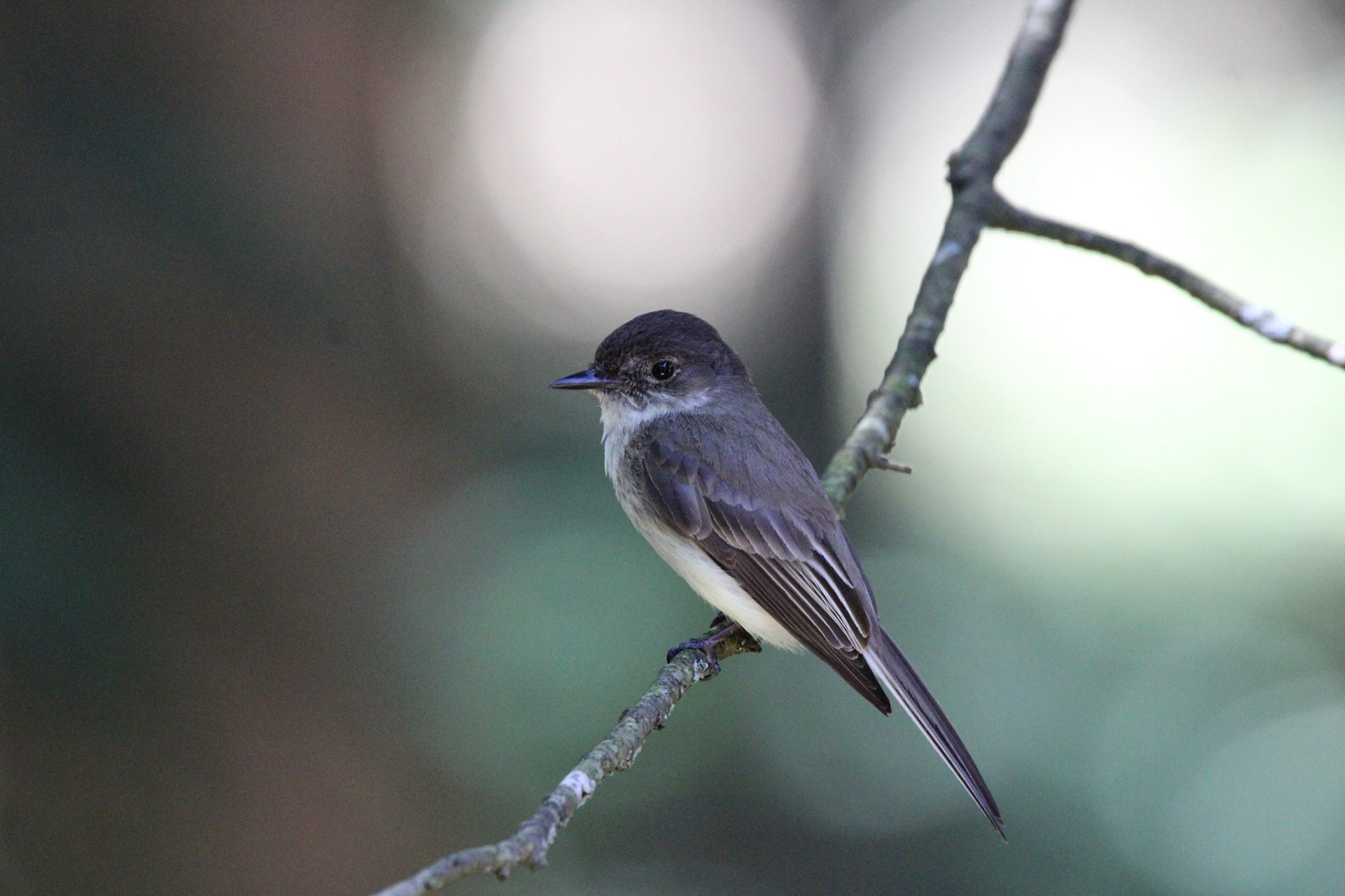 Eastern Phoebe