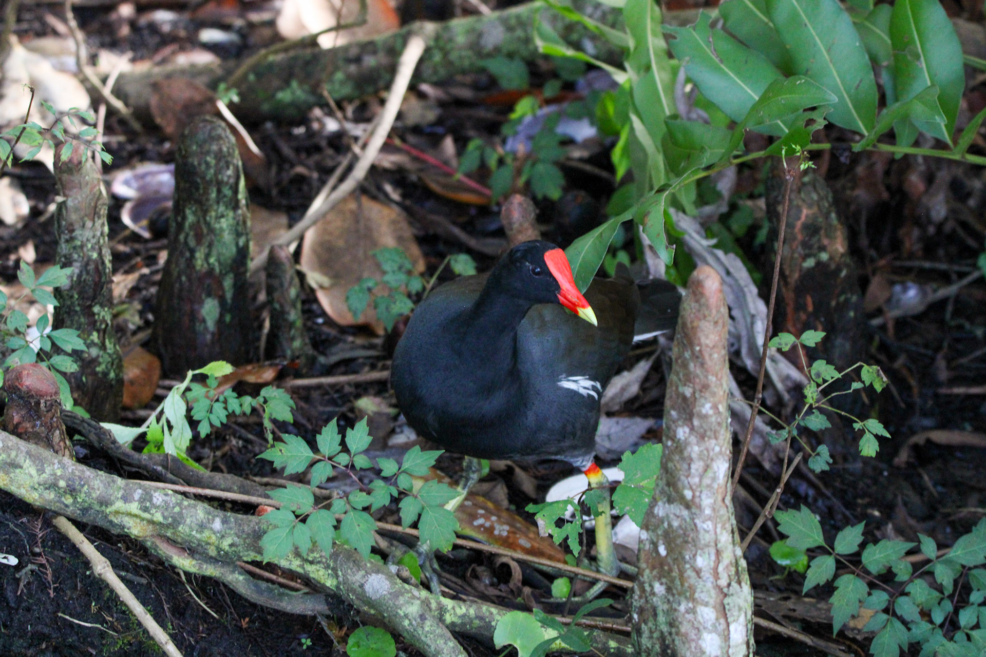 Common Gallinule