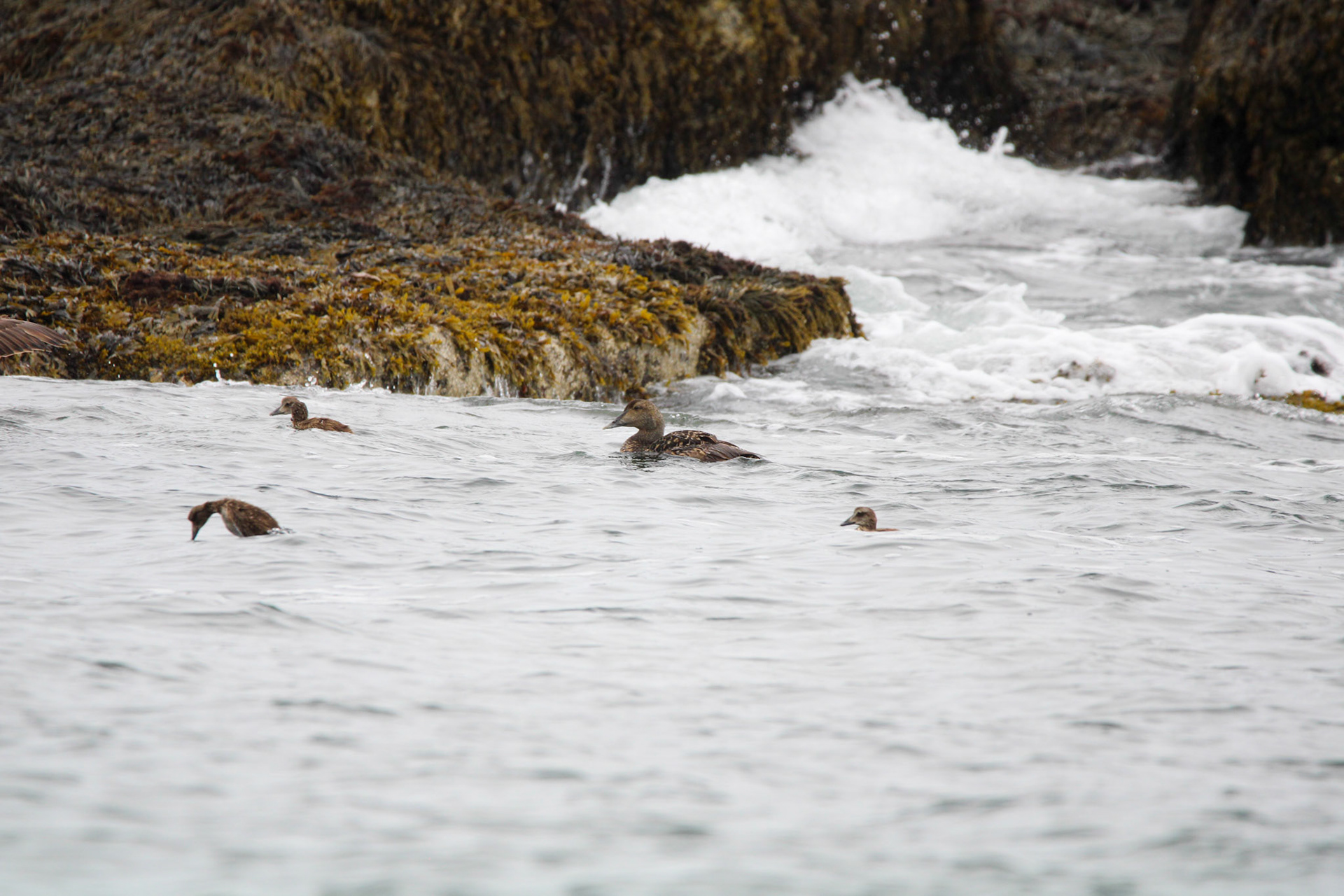 Common Eider