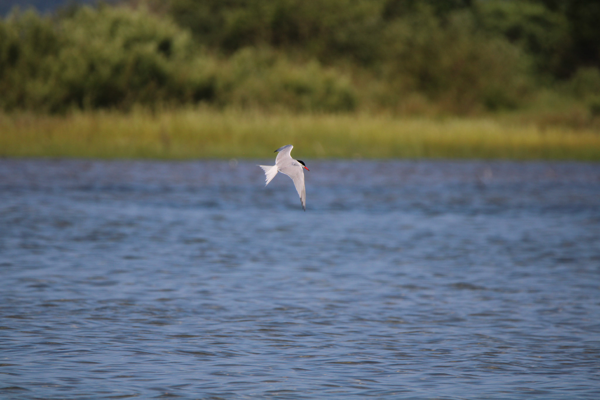 Common Tern