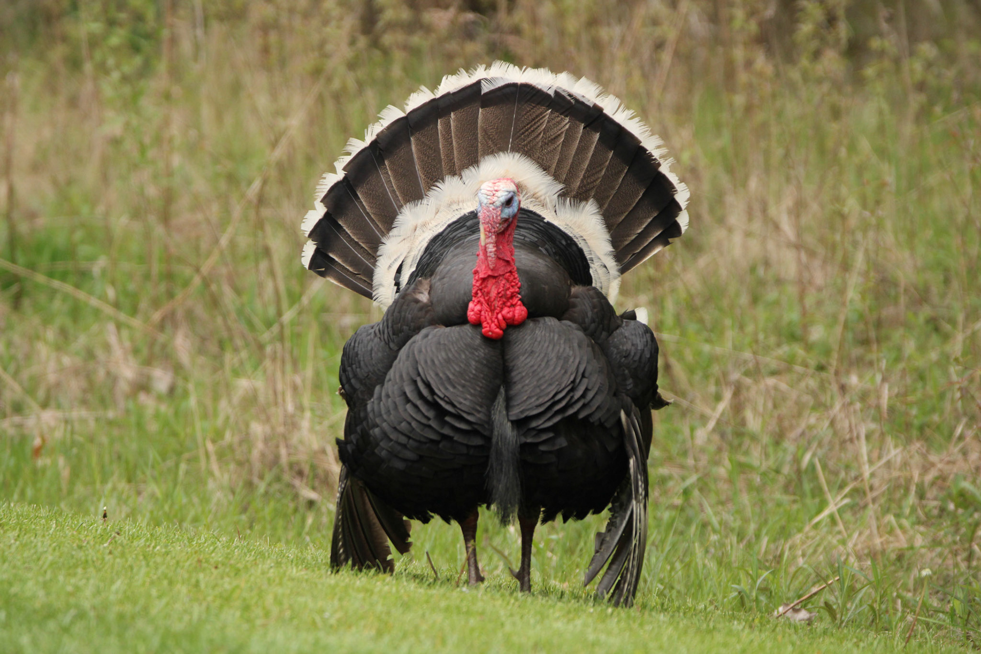 Wild Turkey