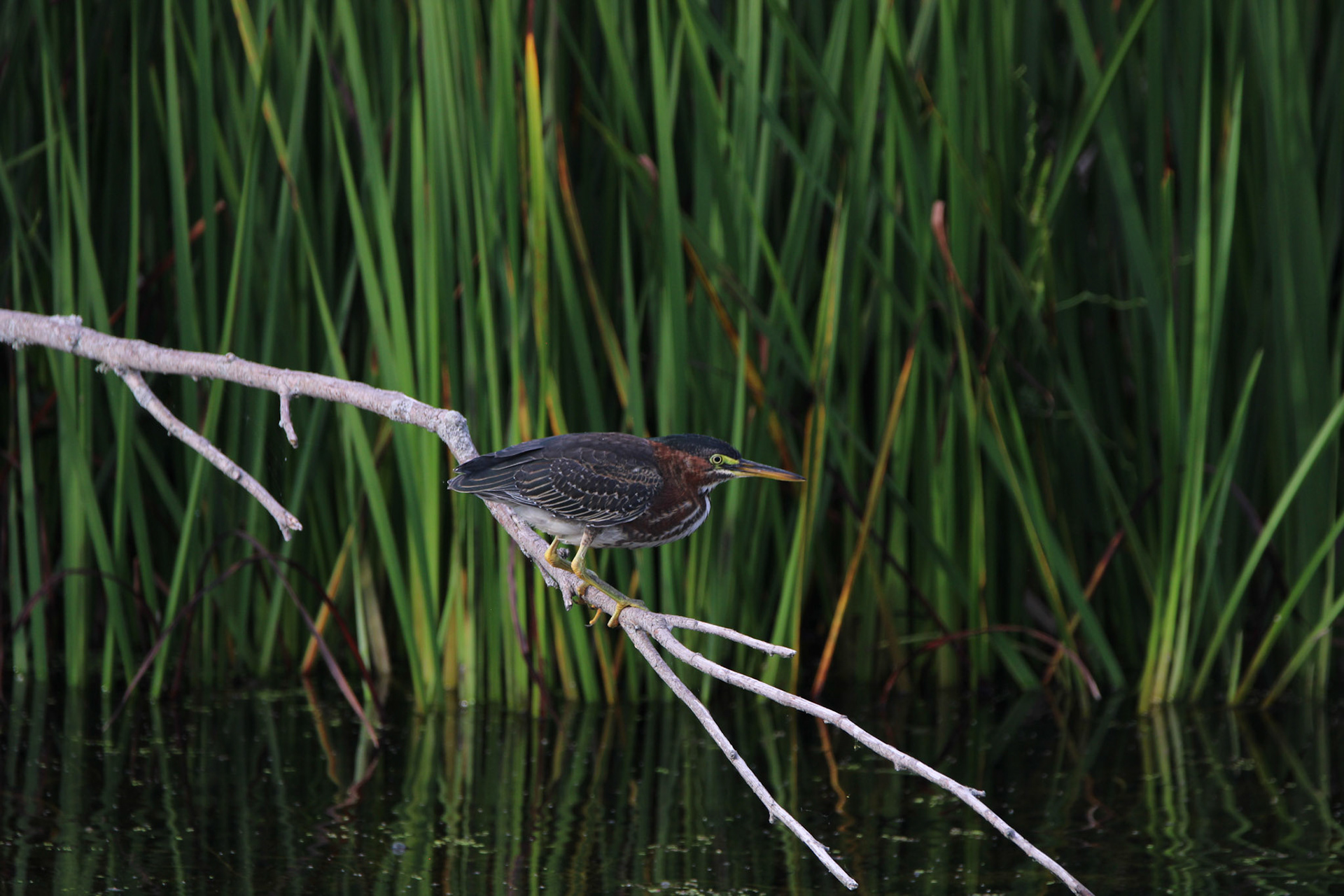 Green Heron