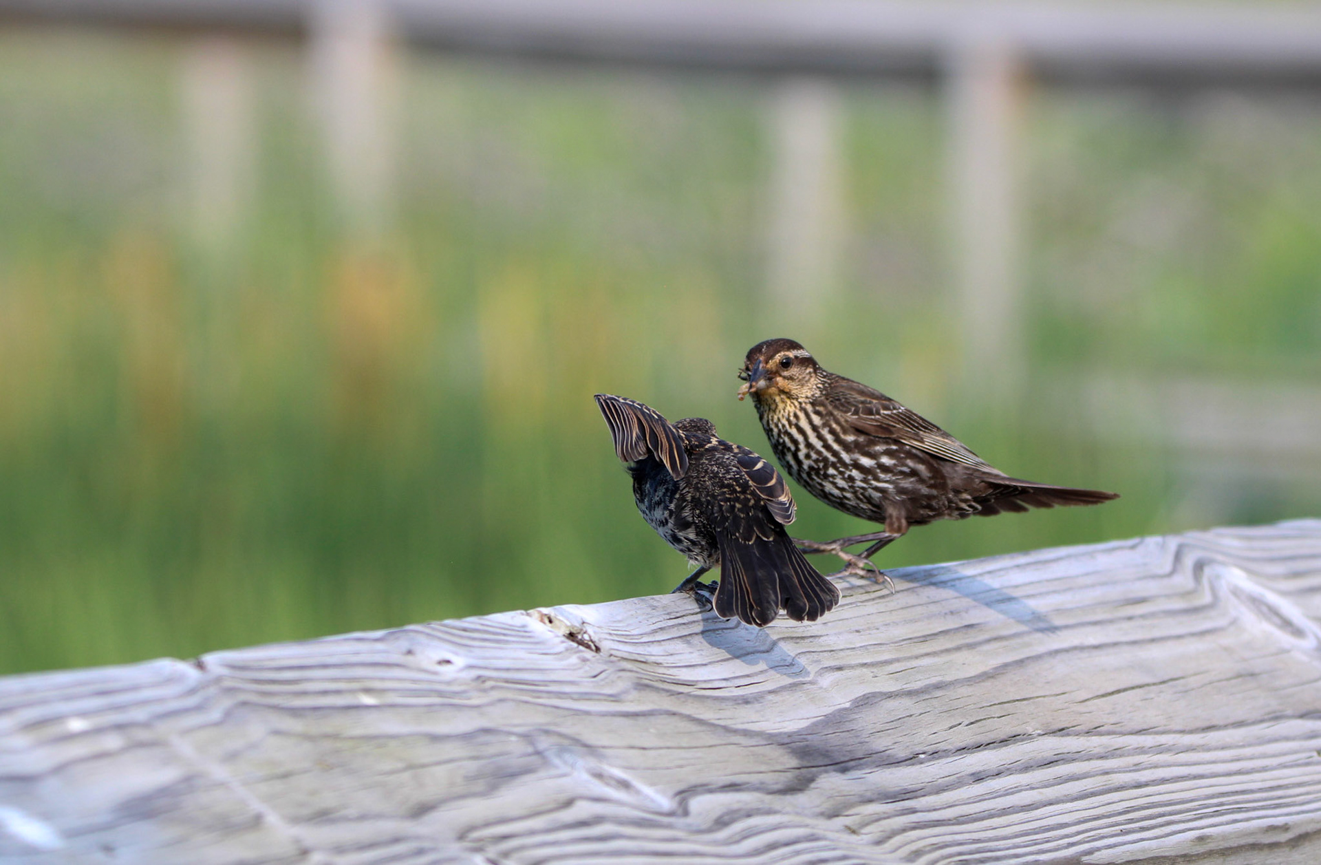 Red-winged Blackbird