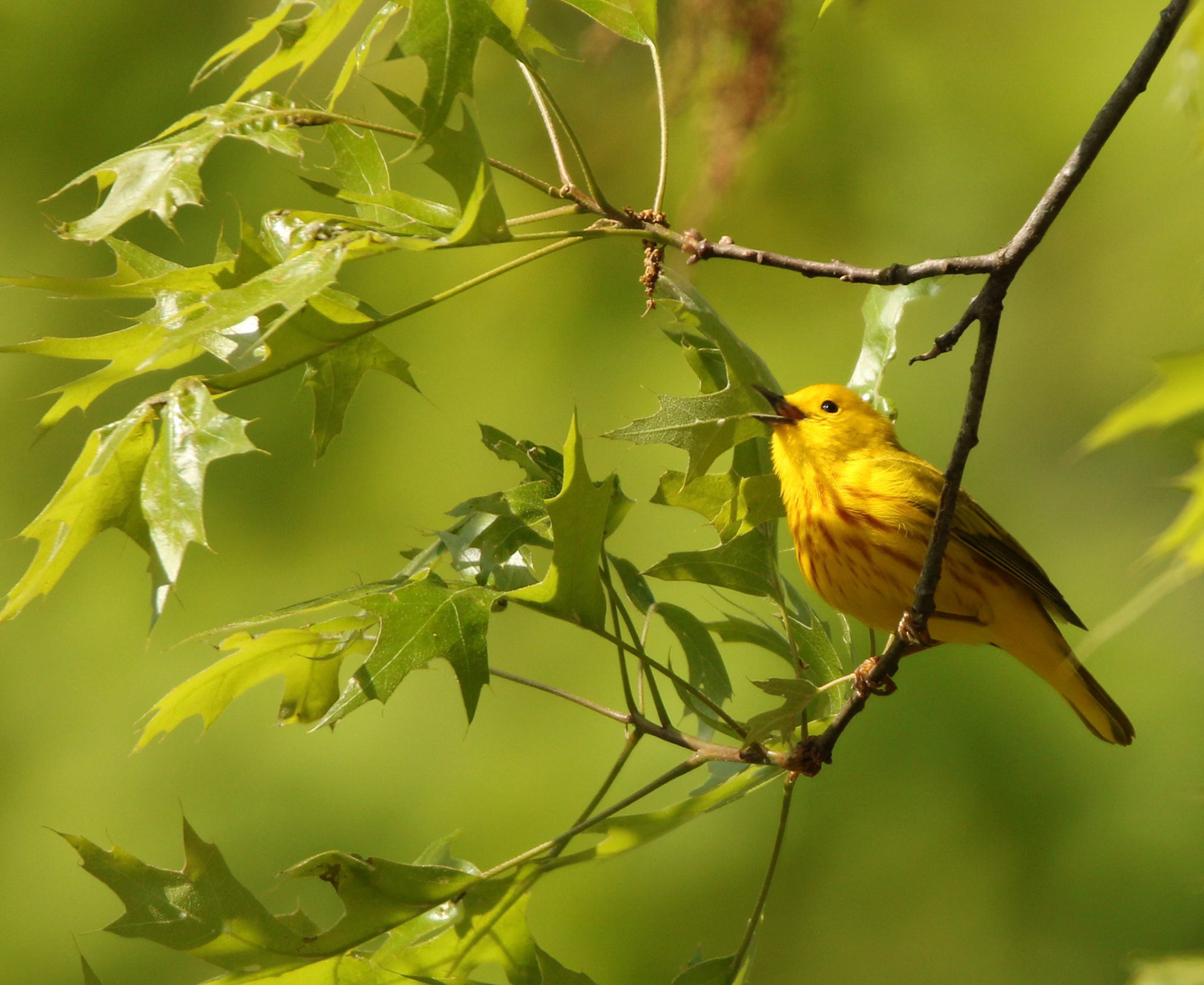 Yellow Warbler