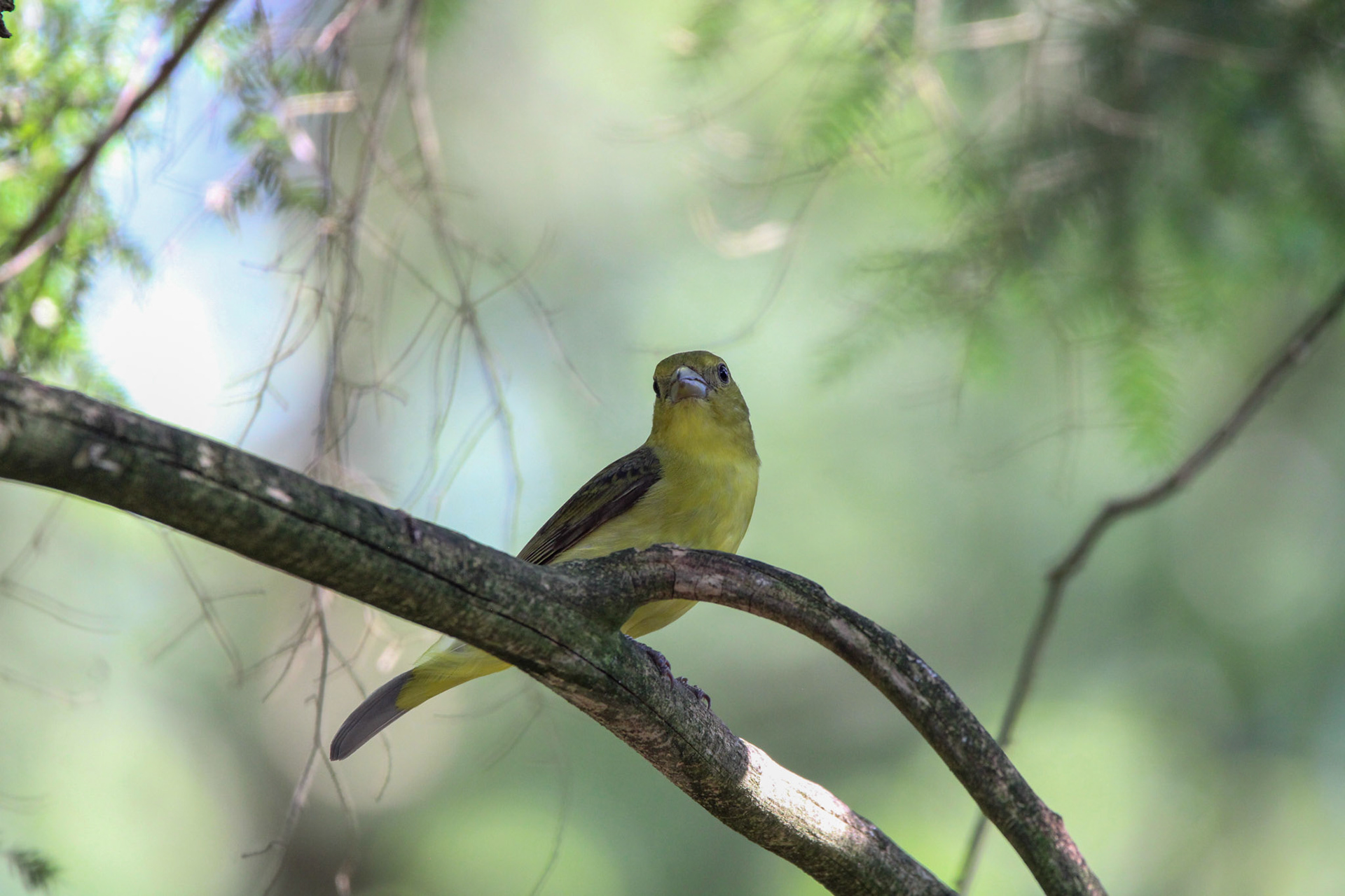 Scarlet Tanager - Hartwick Pines State Park