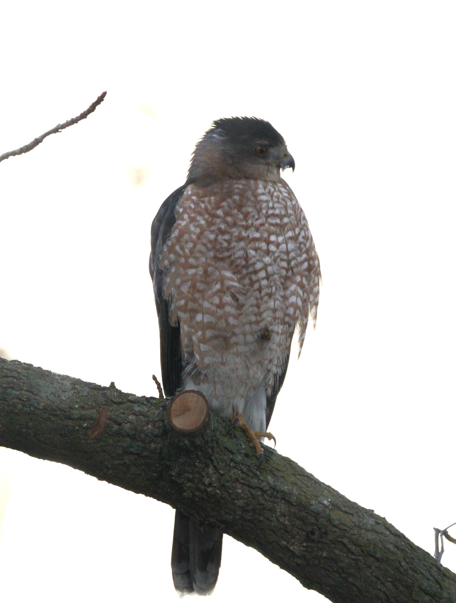Cooper's Hawk