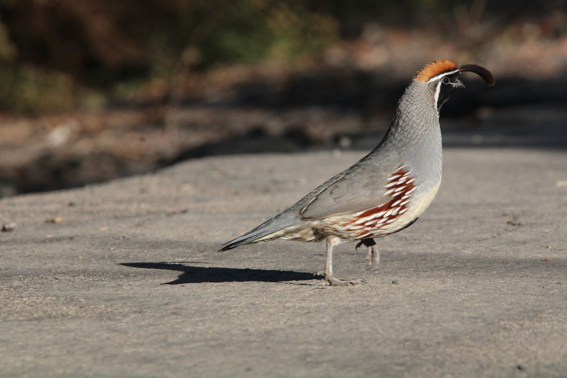 Gambel's Quail