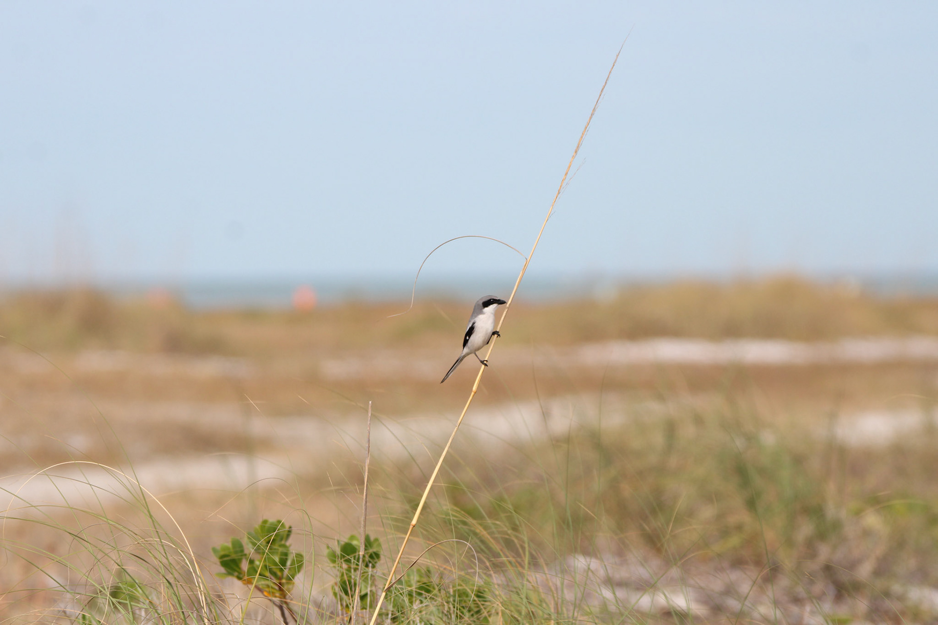 Loggerhead Shrike