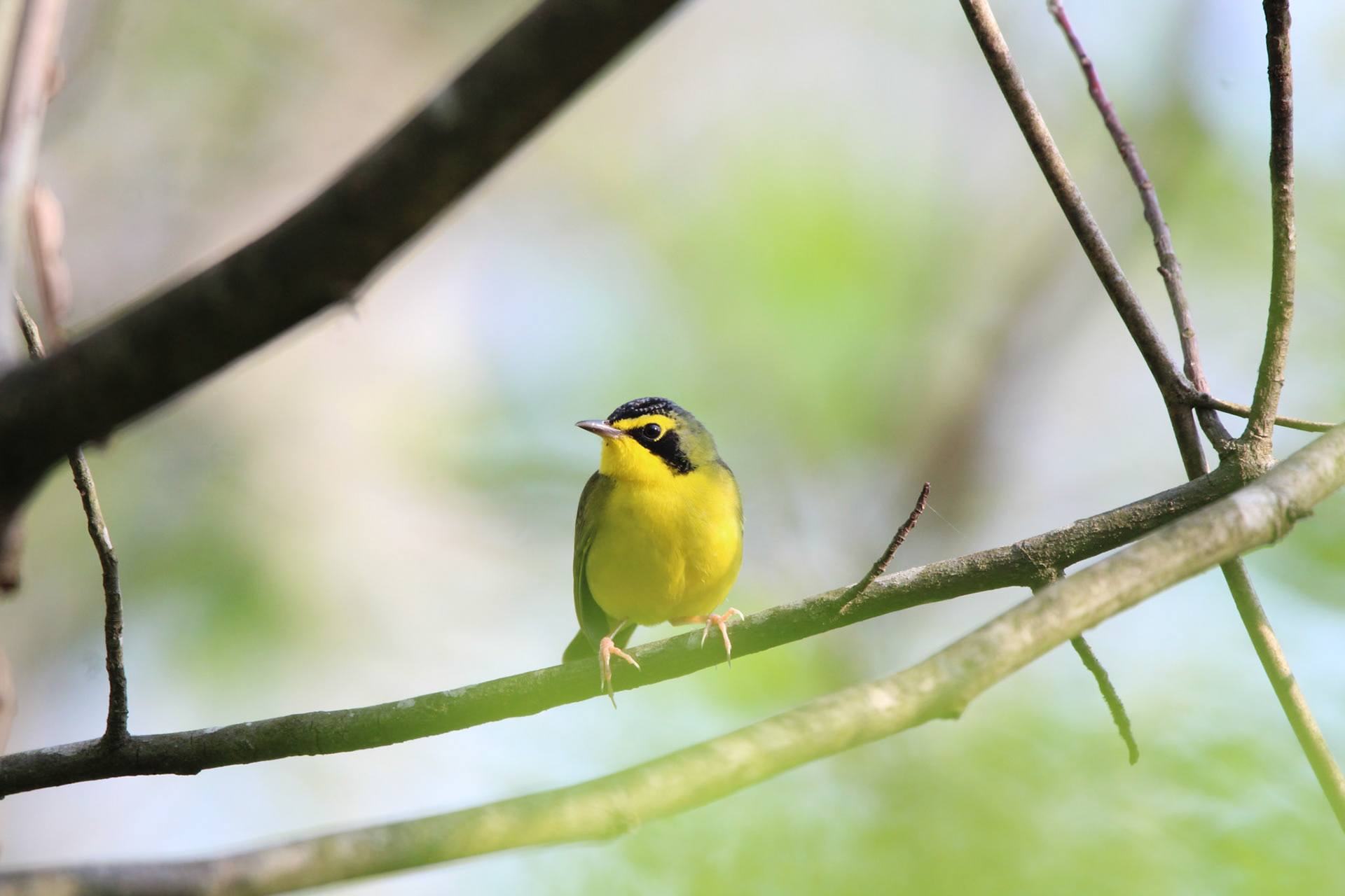 Kentucky Warbler