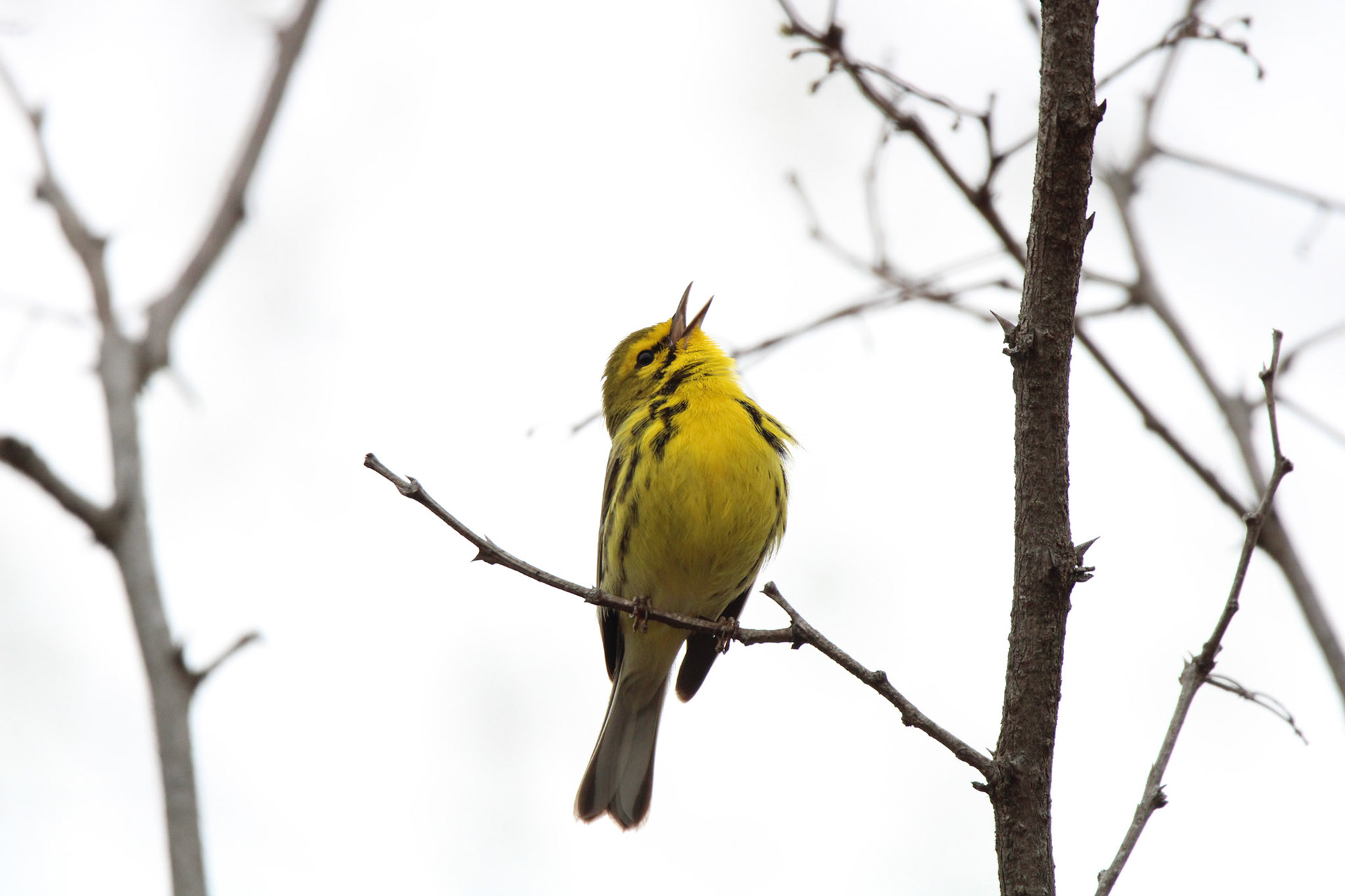 Prairie Warbler