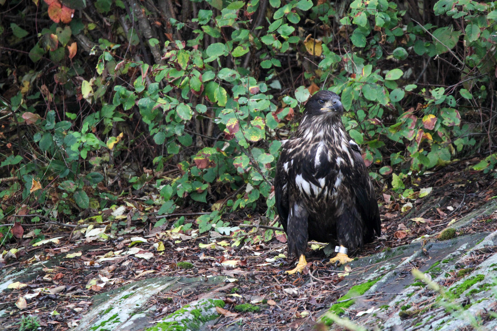 Bald Eagle - Voyageurs National Park