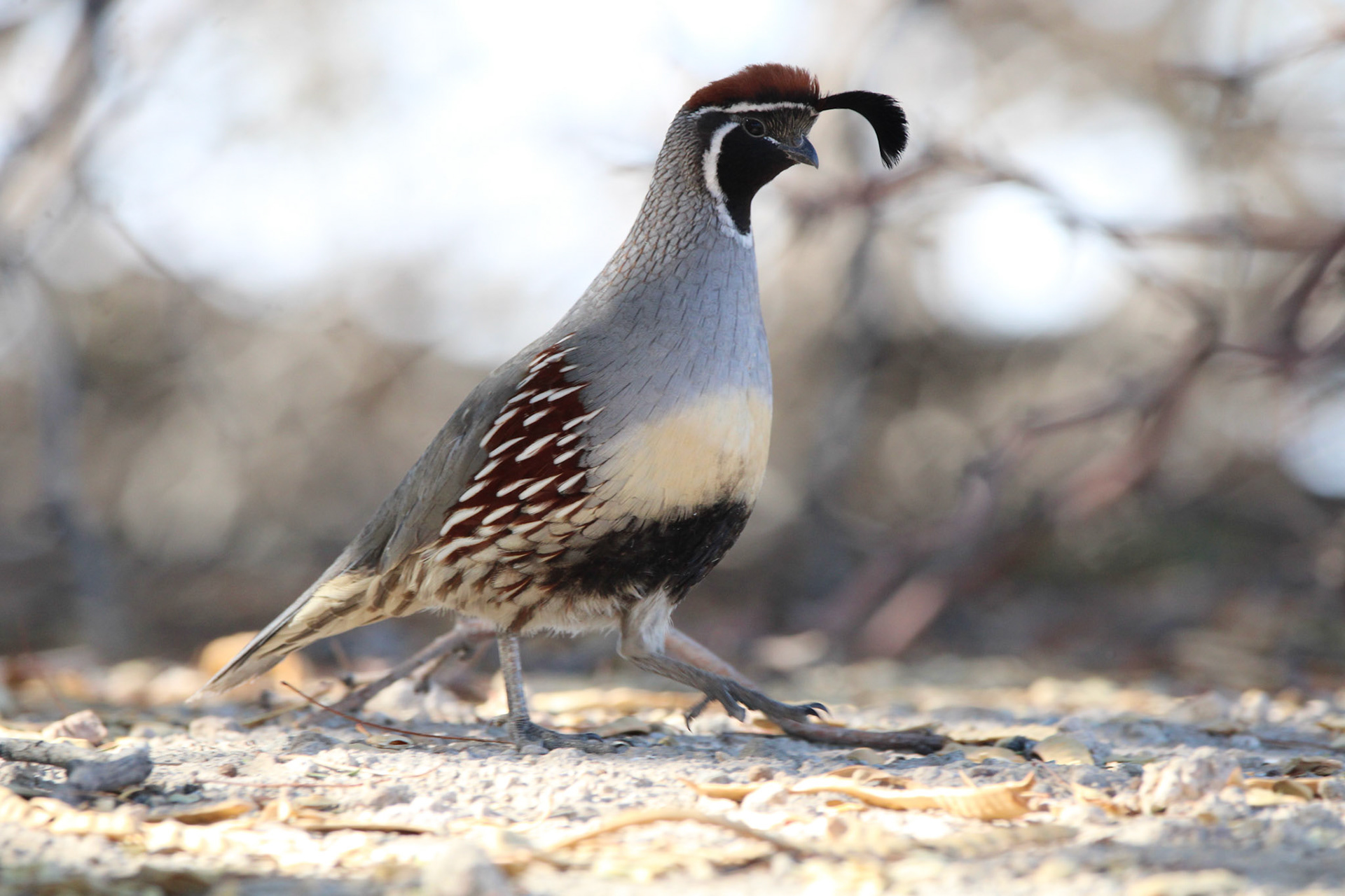 Gambel's Quail