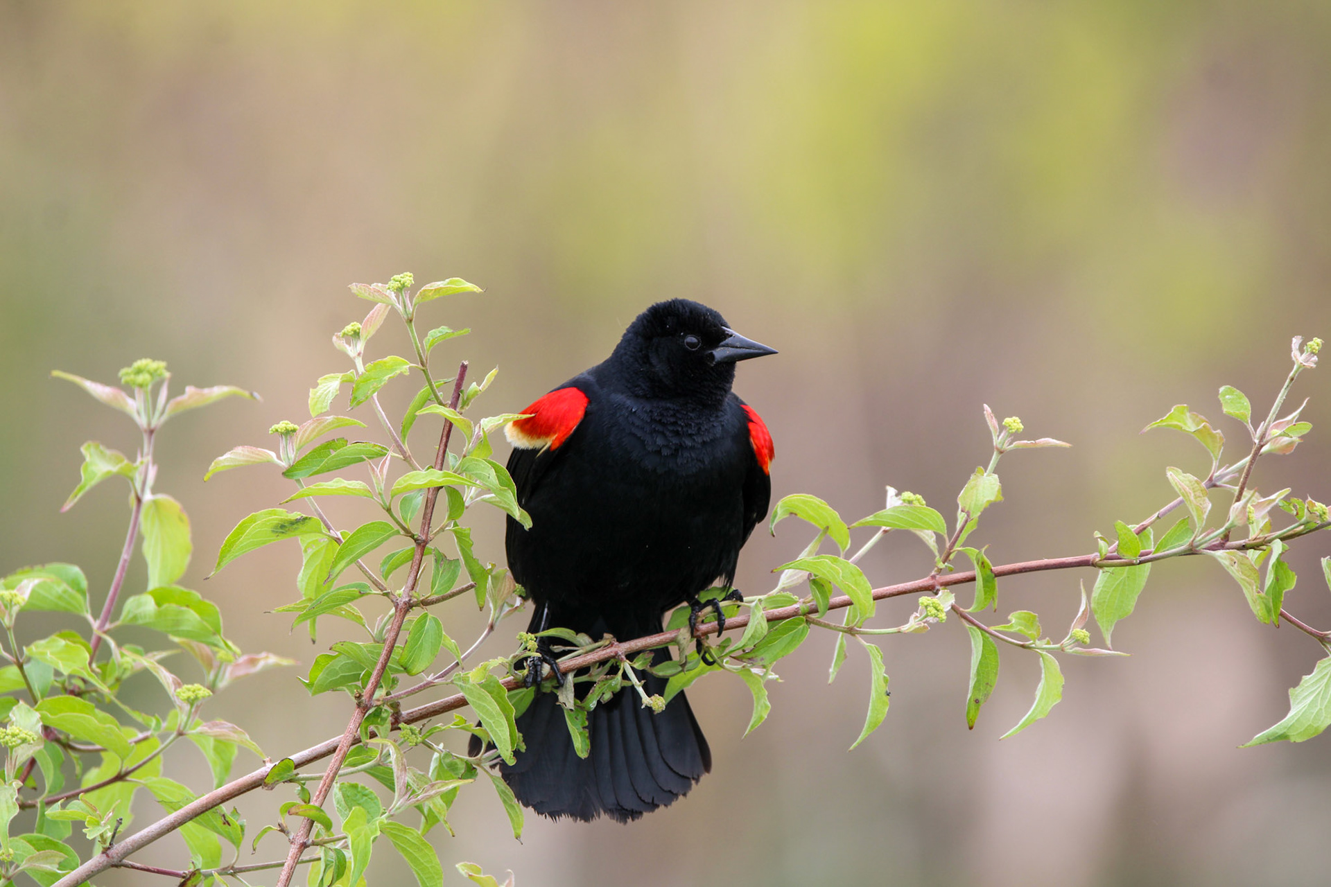 Red-winged Blackbird