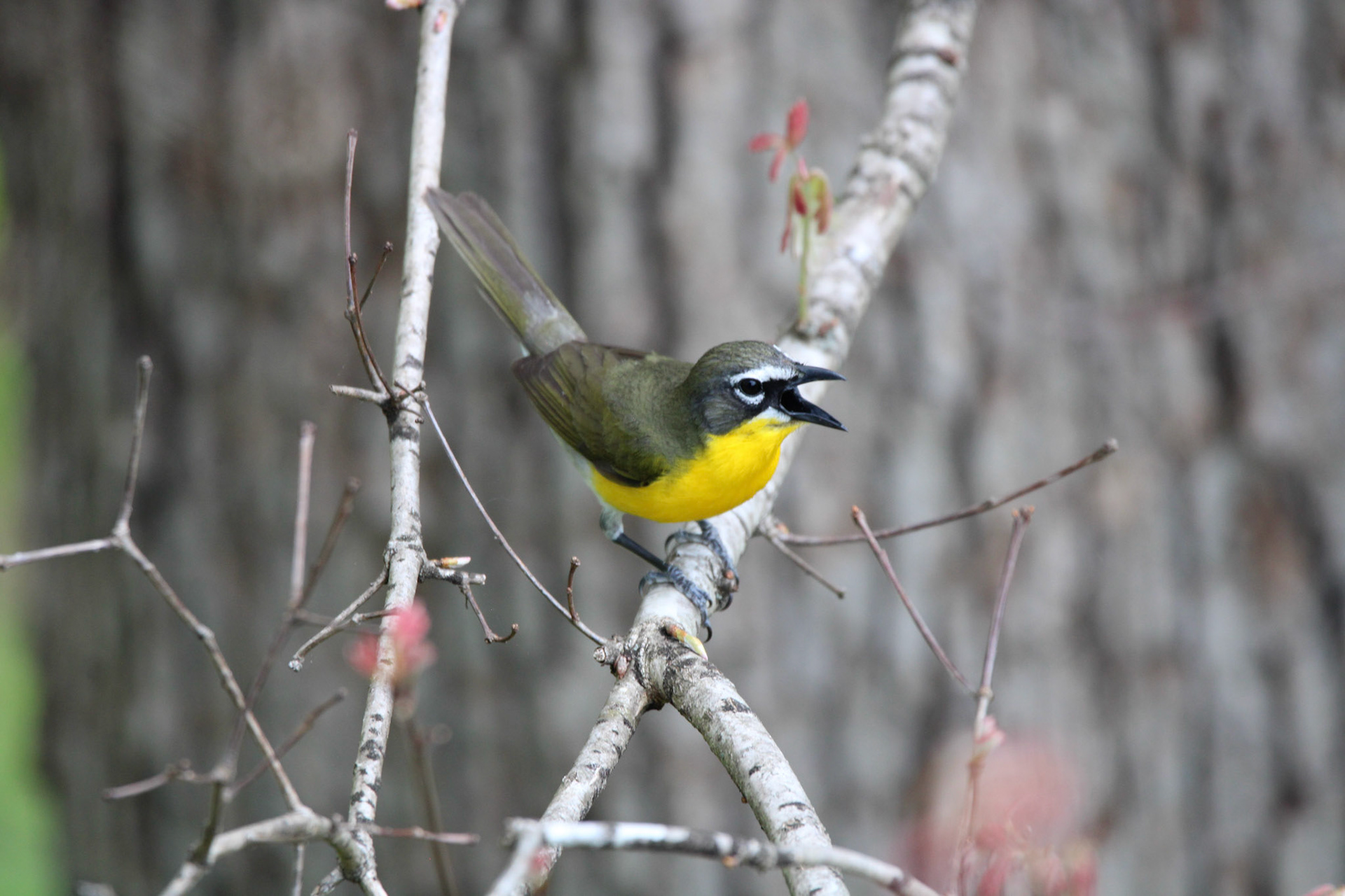 Yellow-breasted Chat