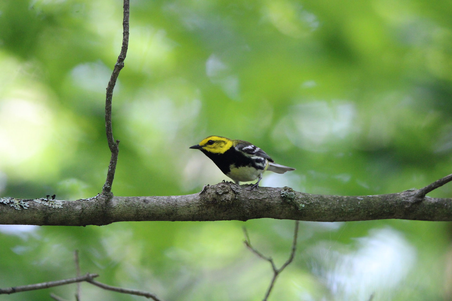 Black-throated Green Warbler