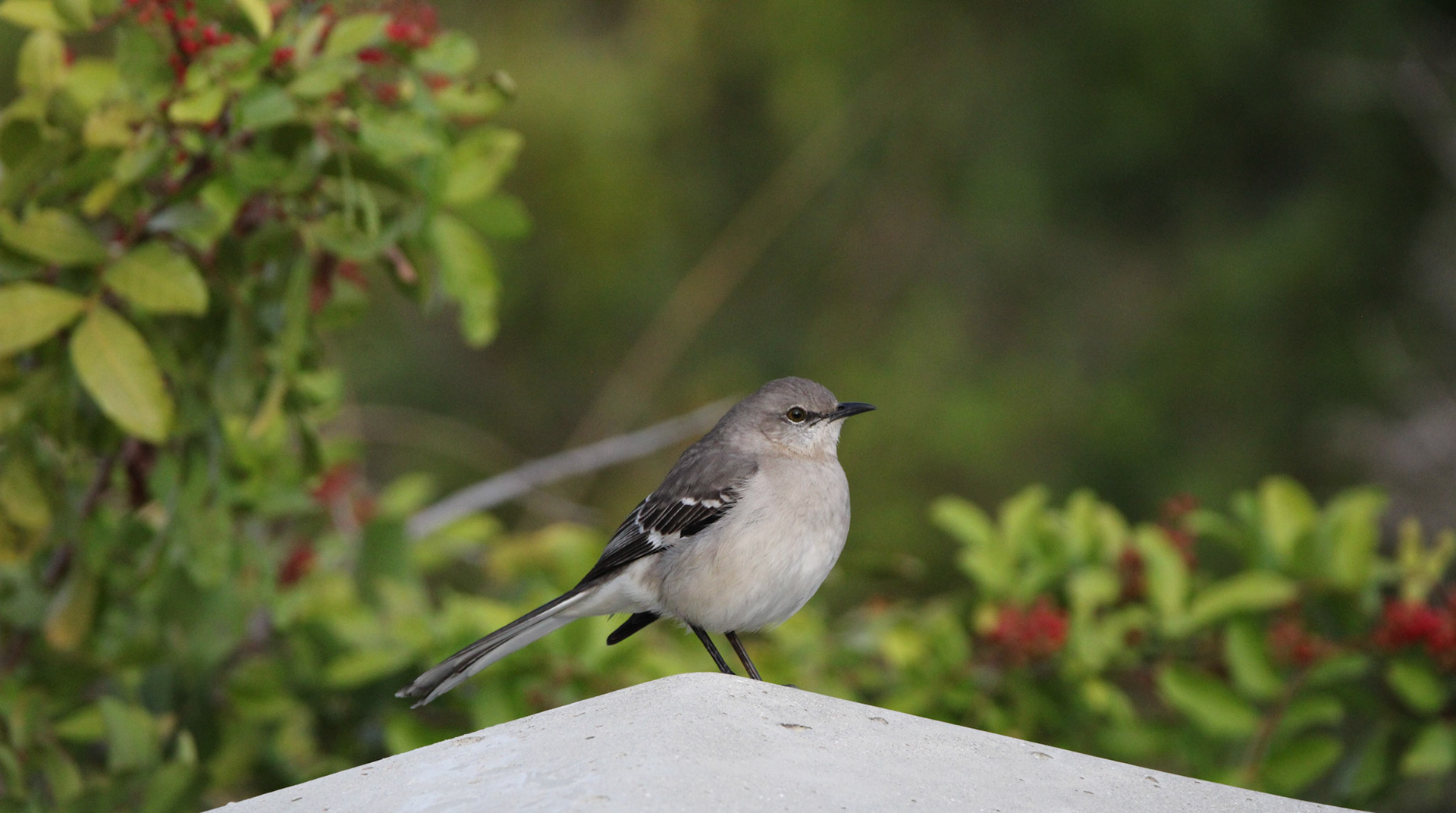 Northern Mockingbird