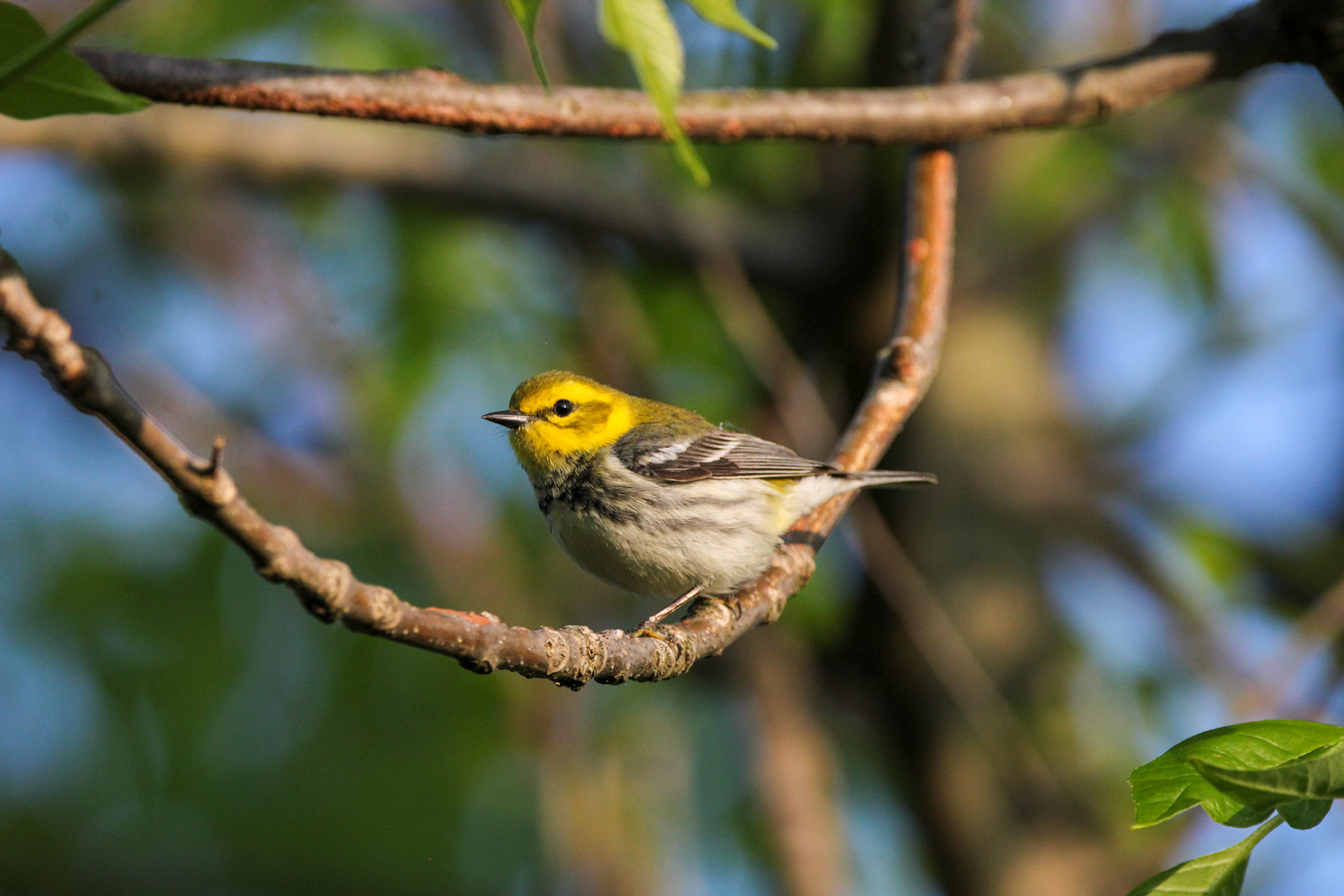 Black-throated Green Warbler (F)