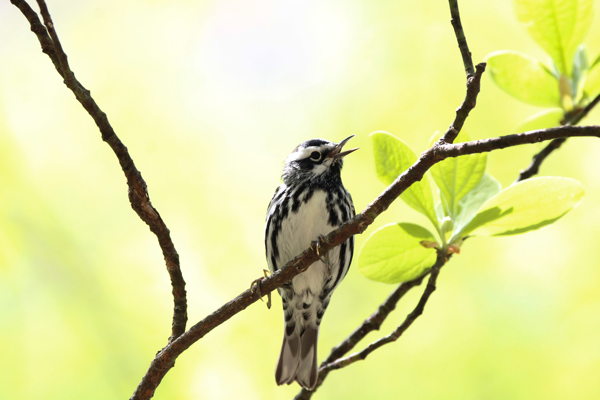 Black-and-white Warbler