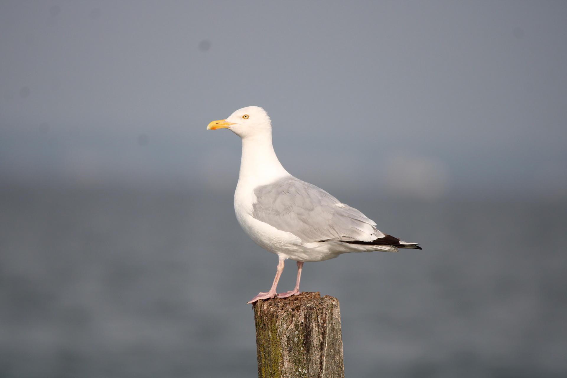 Herring Gull