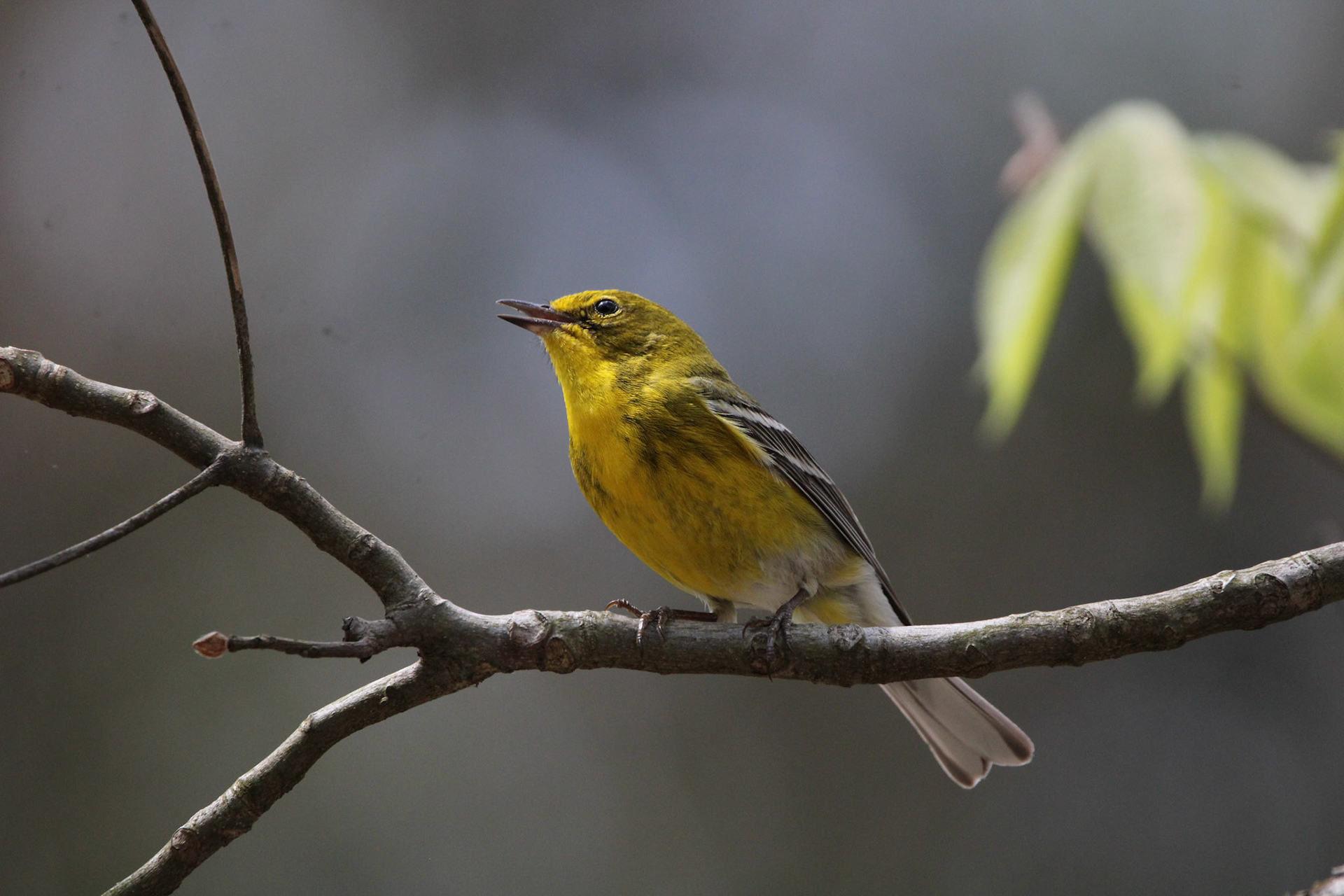 Pine Warbler