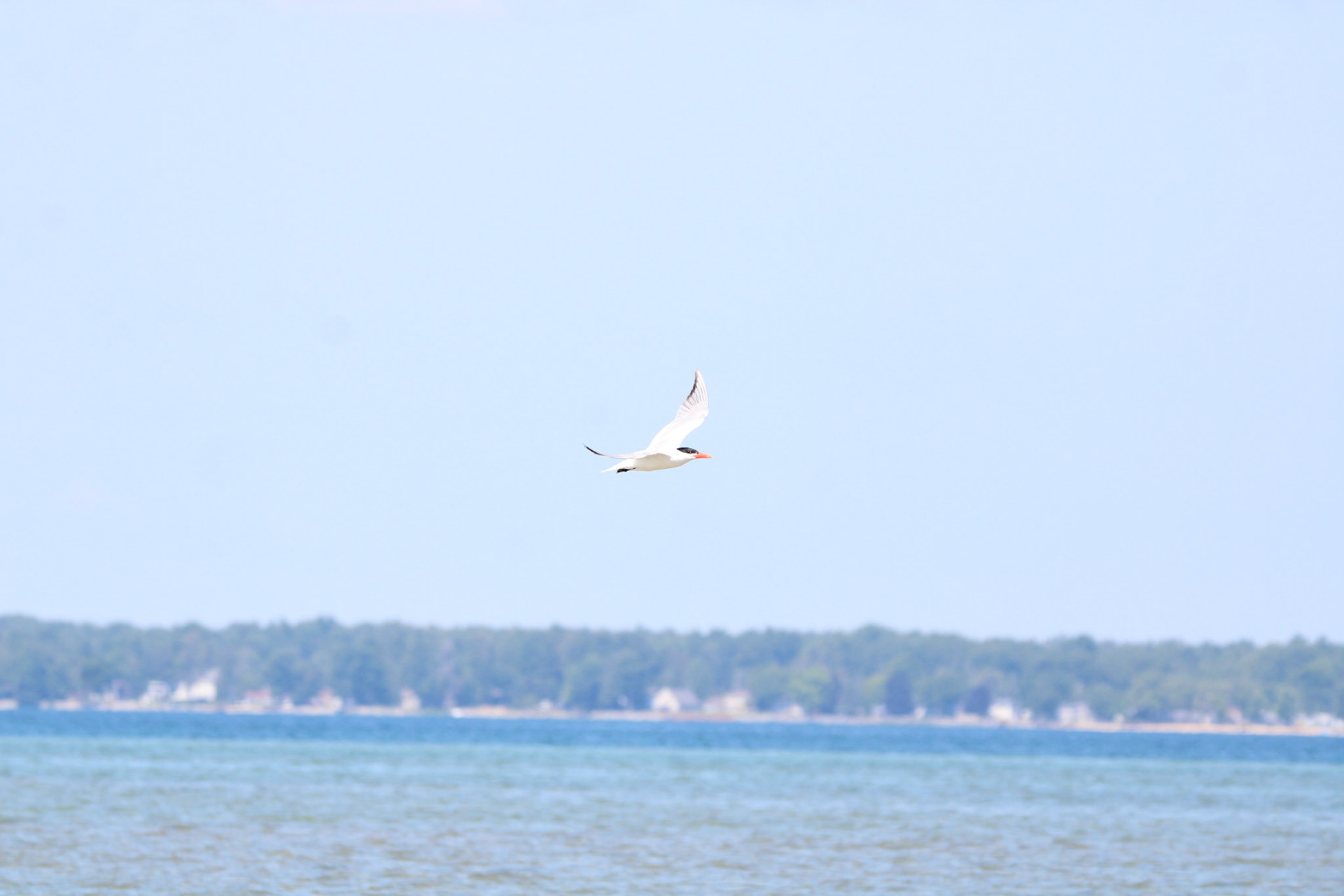 Common Tern