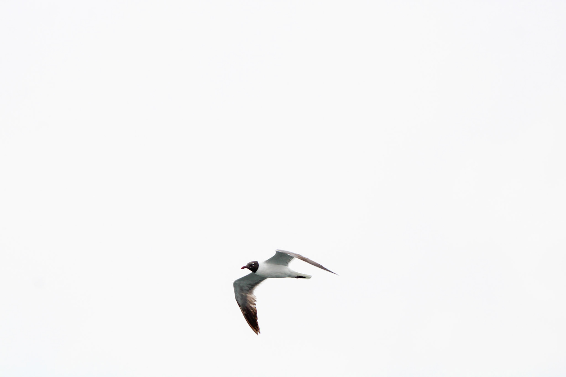 Laughing Gull