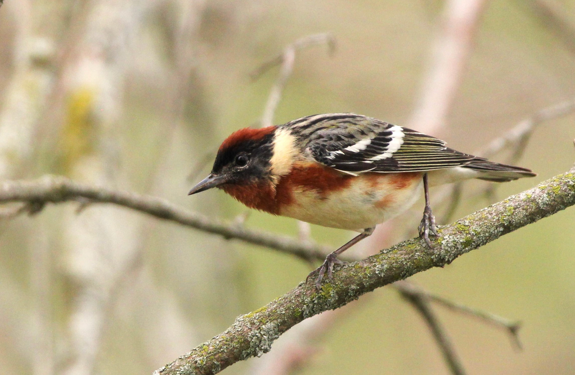 Bay-breasted Warbler