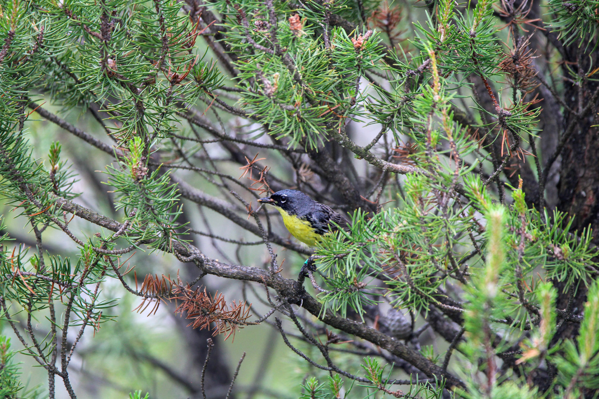 Kirtland's Warbler - Huron National Forest