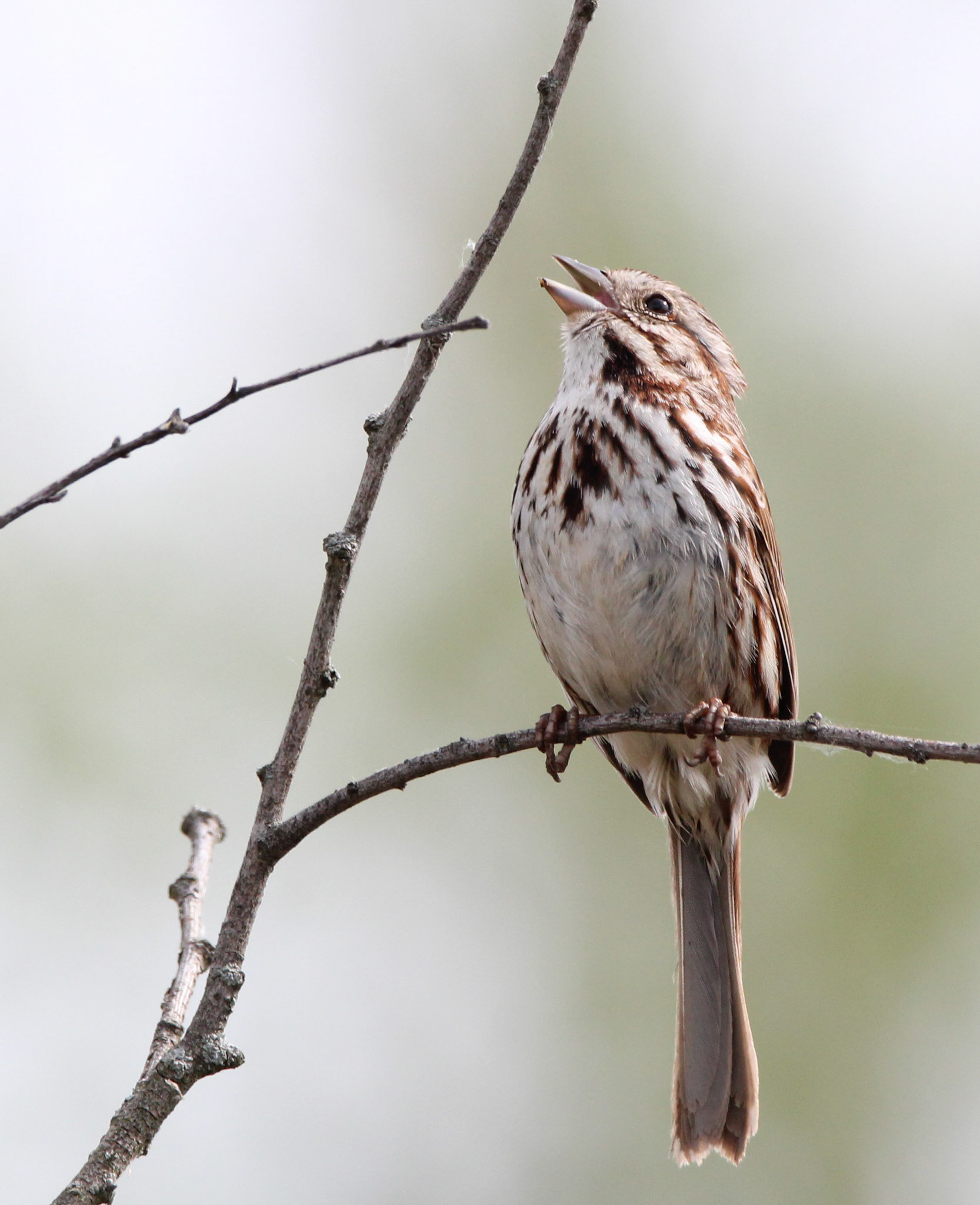 Song Sparrow