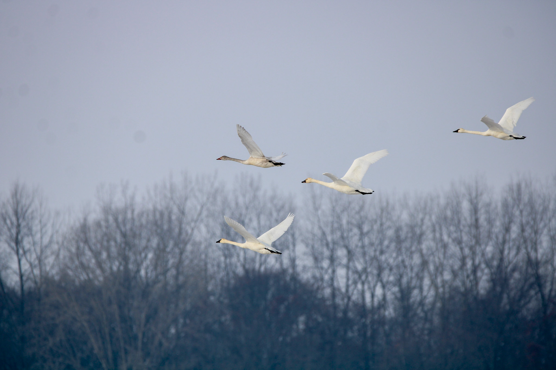 Tundra Swans